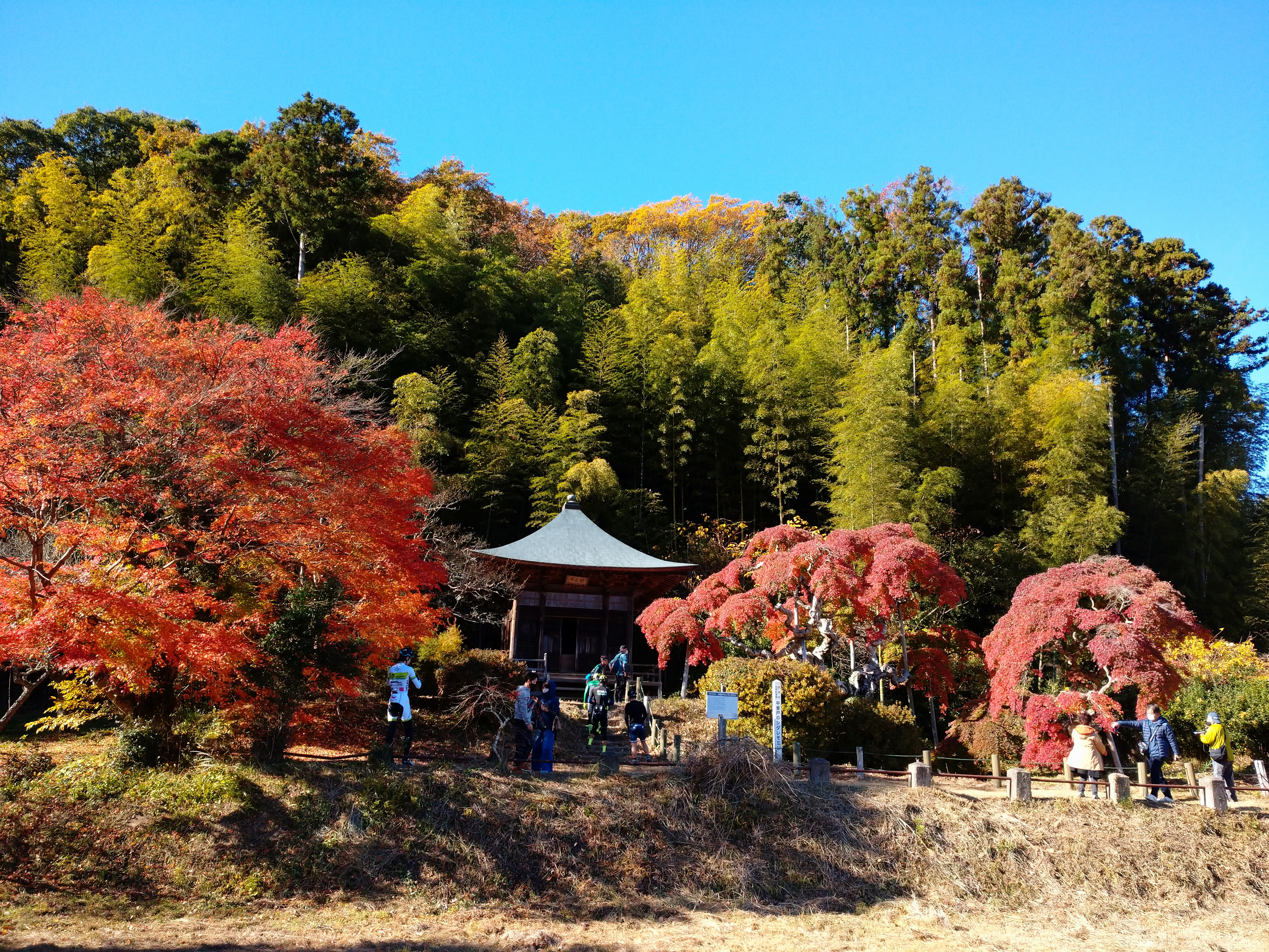 中釜戸のシダレモミジ いわき市 Hiro461さんのいわき市の活動日記 Yamap ヤマップ