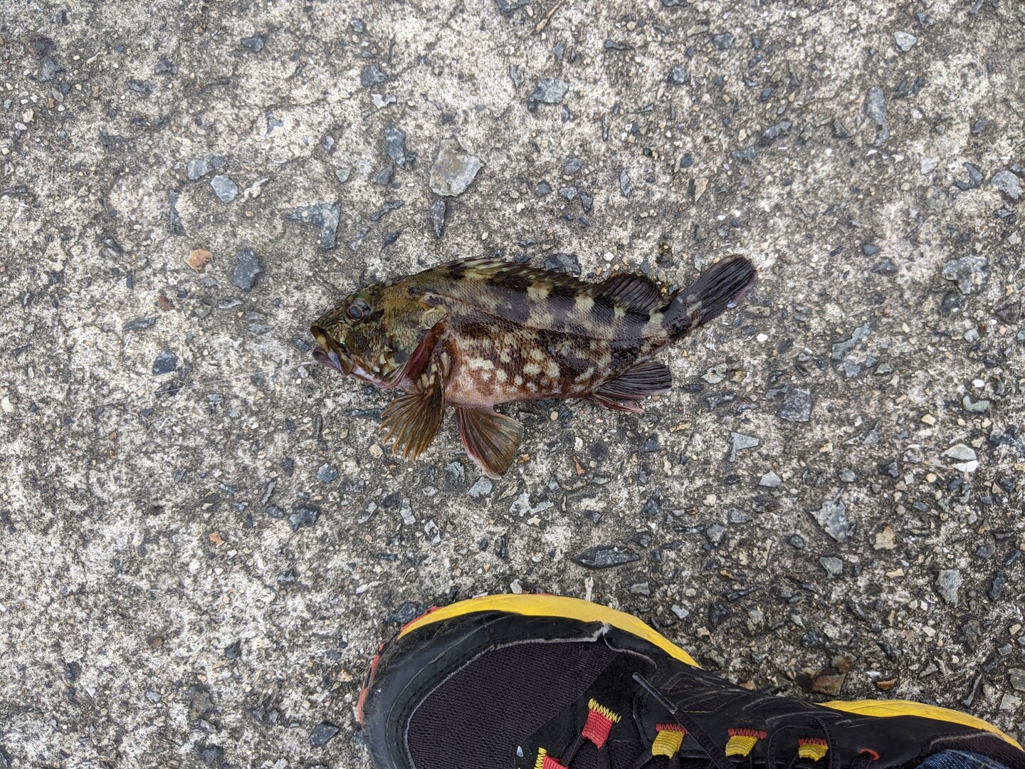 カサゴ ガシラ