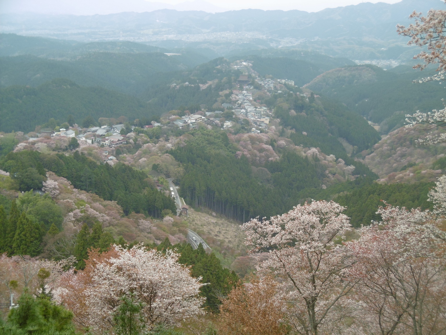 秀吉 家康が見た 世界遺産吉野の豪華花見 いちさんの大峯奥駈道 その1 吉野 山上ヶ岳 の活動日記 Yamap ヤマップ