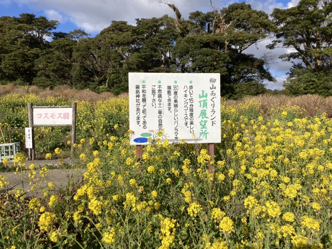 柳山 菜の花散歩 薩摩川内市 たく8さんの薩摩川内市の活動日記 Yamap ヤマップ