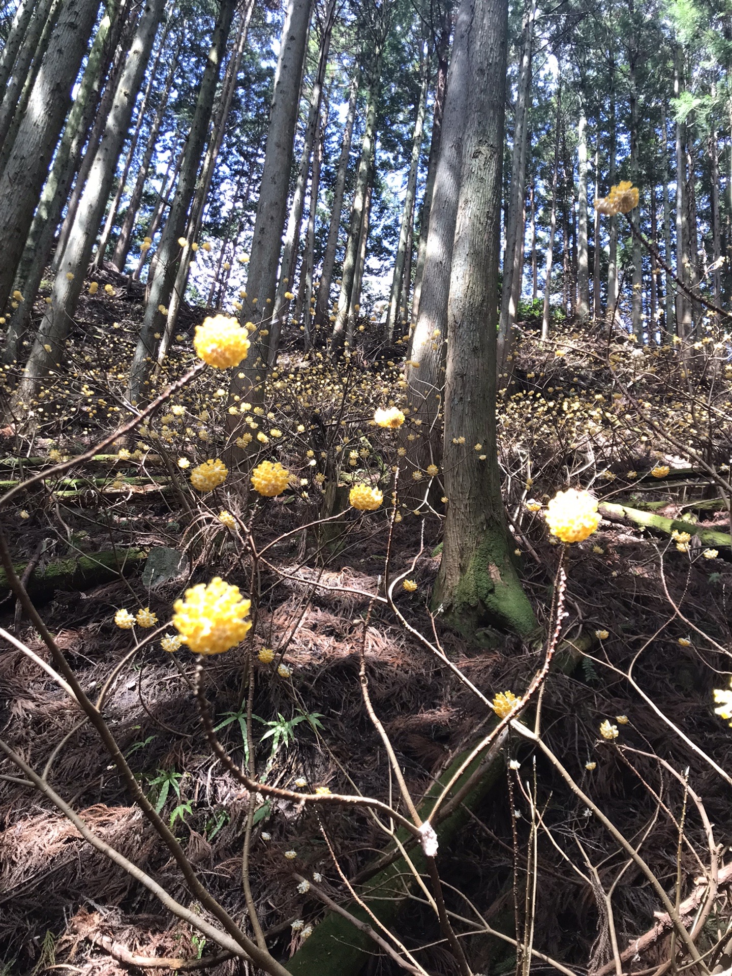 野登山ミツマタぽこぽこ22 03 27 まにさんの高見山 黒石山 天狗山の活動データ Yamap ヤマップ
