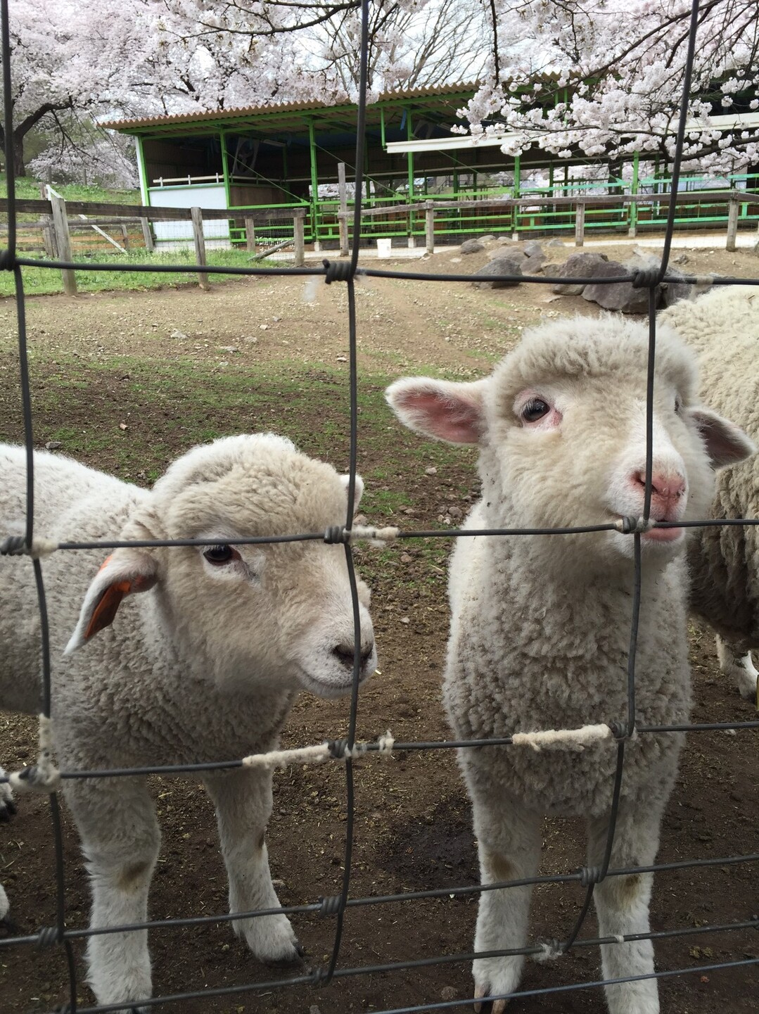 伊香保グリーン牧場で子羊を愛でる こざるさんの榛名山 天狗山 天目山の活動データ Yamap ヤマップ