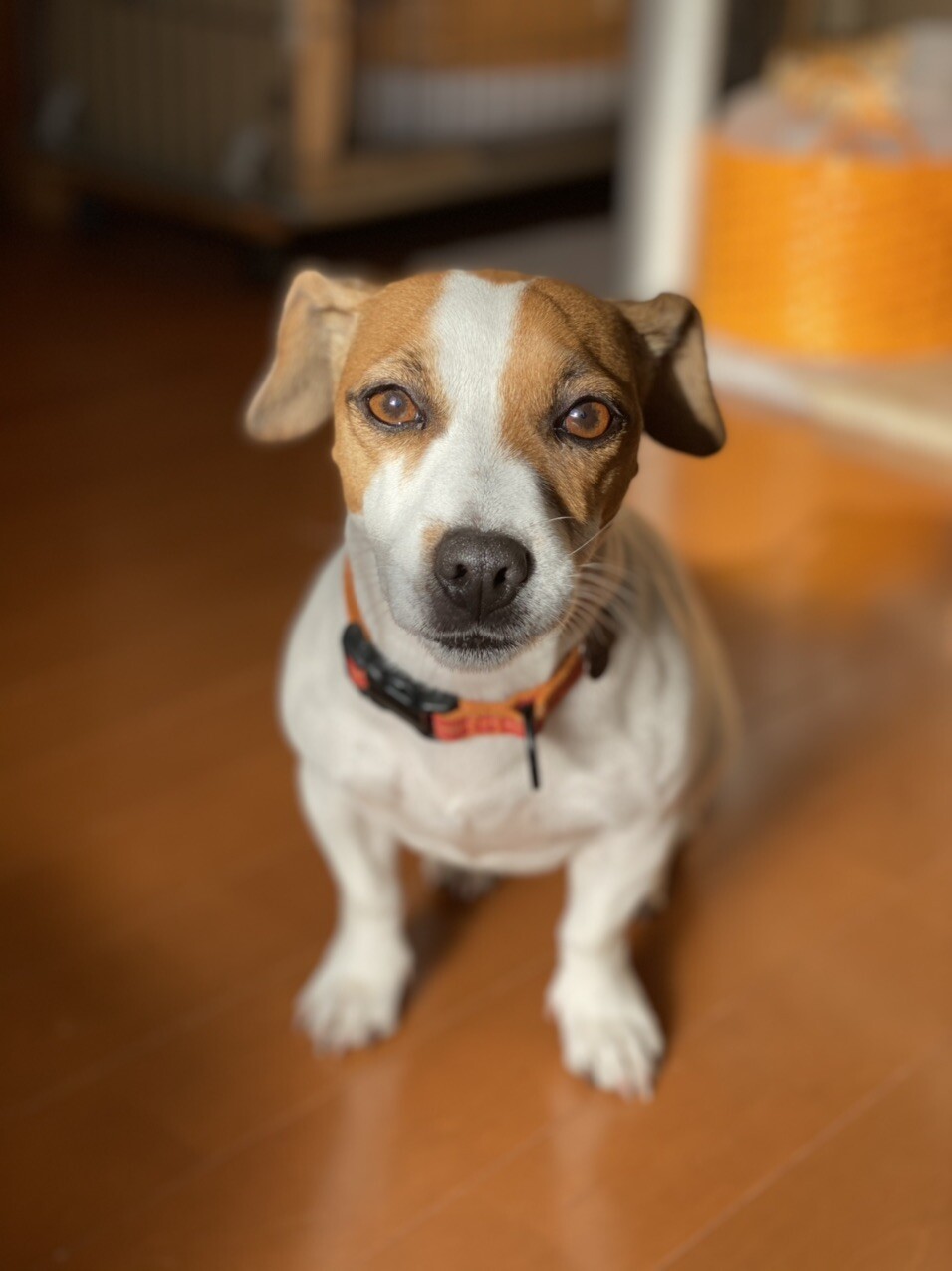 グリンのページ Yamap ヤマップ