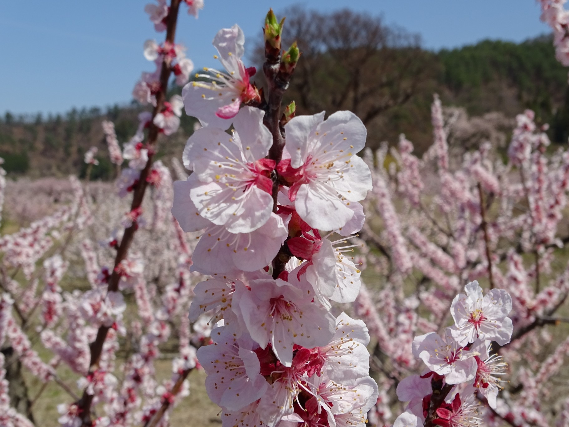 あんずの里 もがもがさんの千曲市の活動日記 Yamap ヤマップ