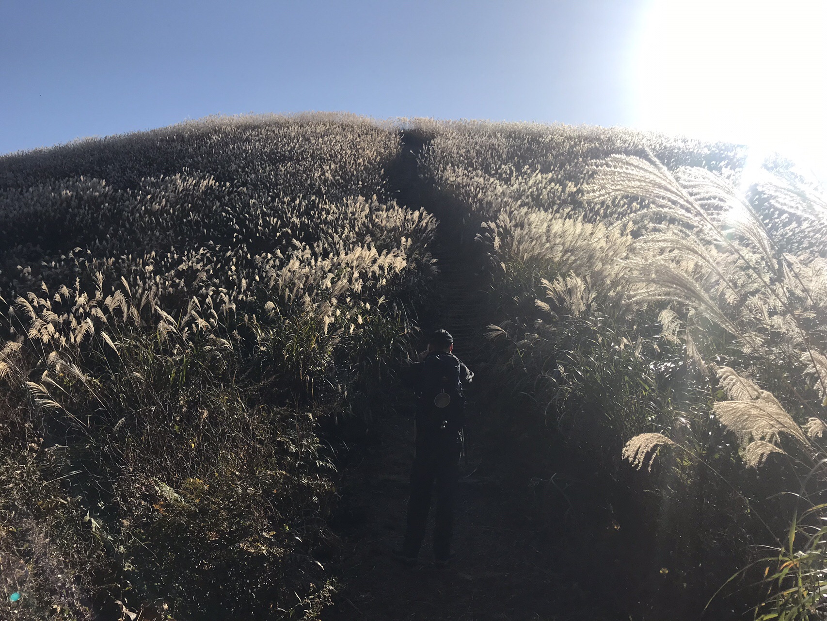 令和花ススキ 岩湧山 19 11 16 じゃいさんの岩湧山 一徳防山 三石山の活動データ Yamap ヤマップ