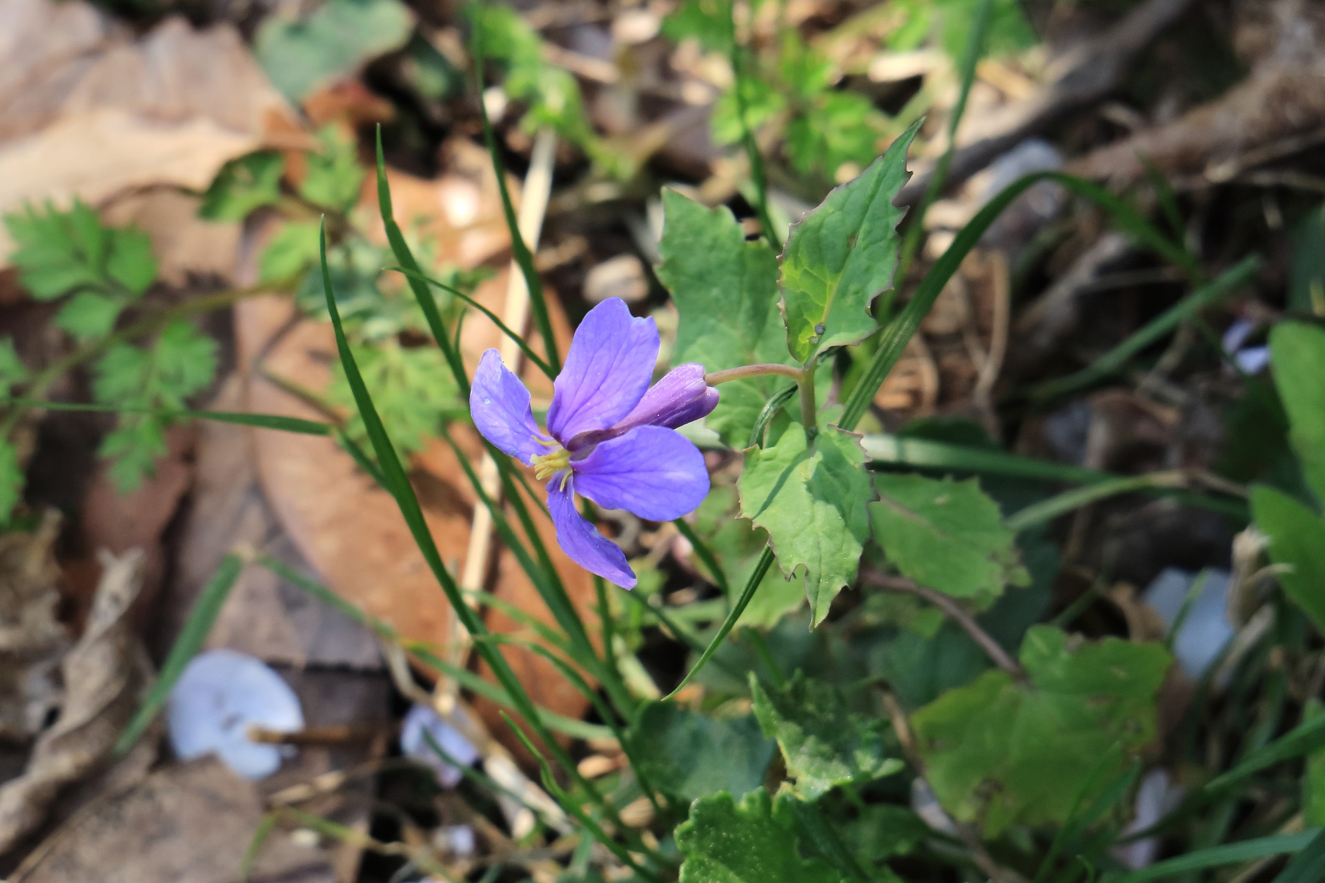 藤原岳 孫太尾根コースは花の道 山のオッサンさんの藤原岳 御池岳の活動日記 Yamap ヤマップ