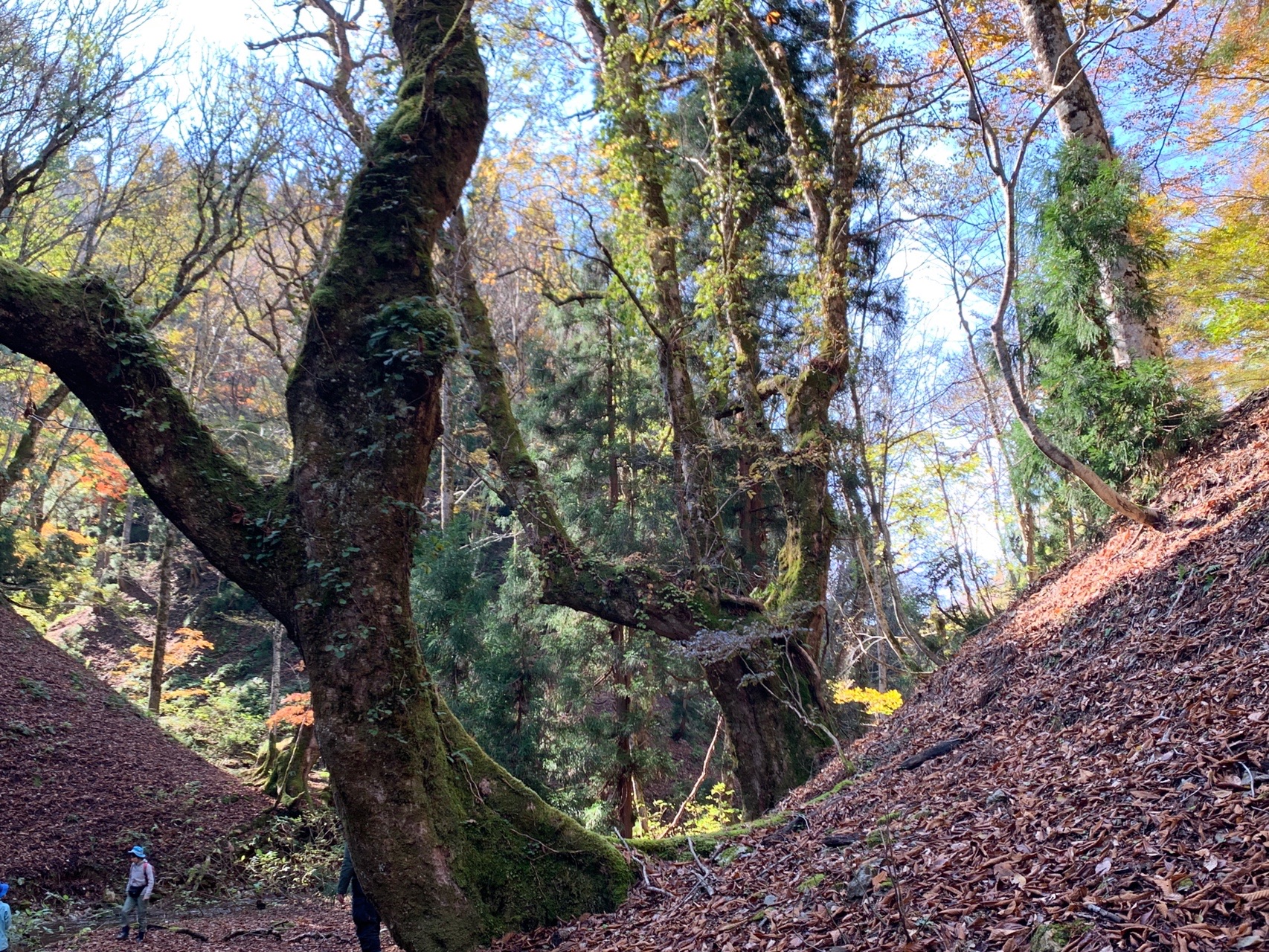 芦生の森 原生林 こにたつさんの三国岳 経ヶ岳 小野村割岳の活動日記 Yamap ヤマップ