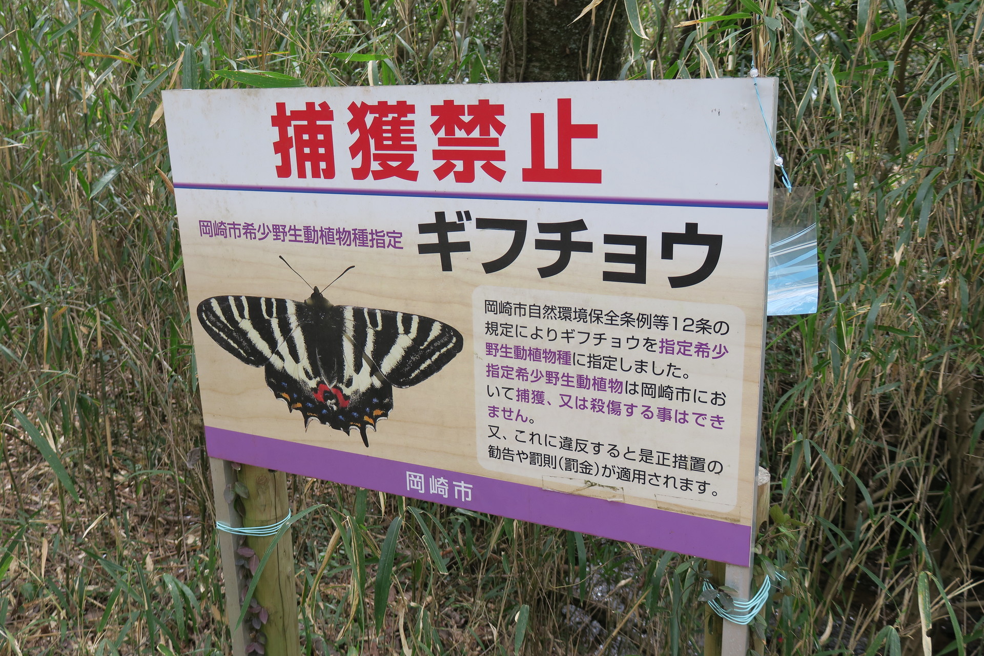 ギフチョウに会いに北山湿地 岡崎市 あまかつさんの五井山 宮路山 御堂山の活動データ Yamap ヤマップ