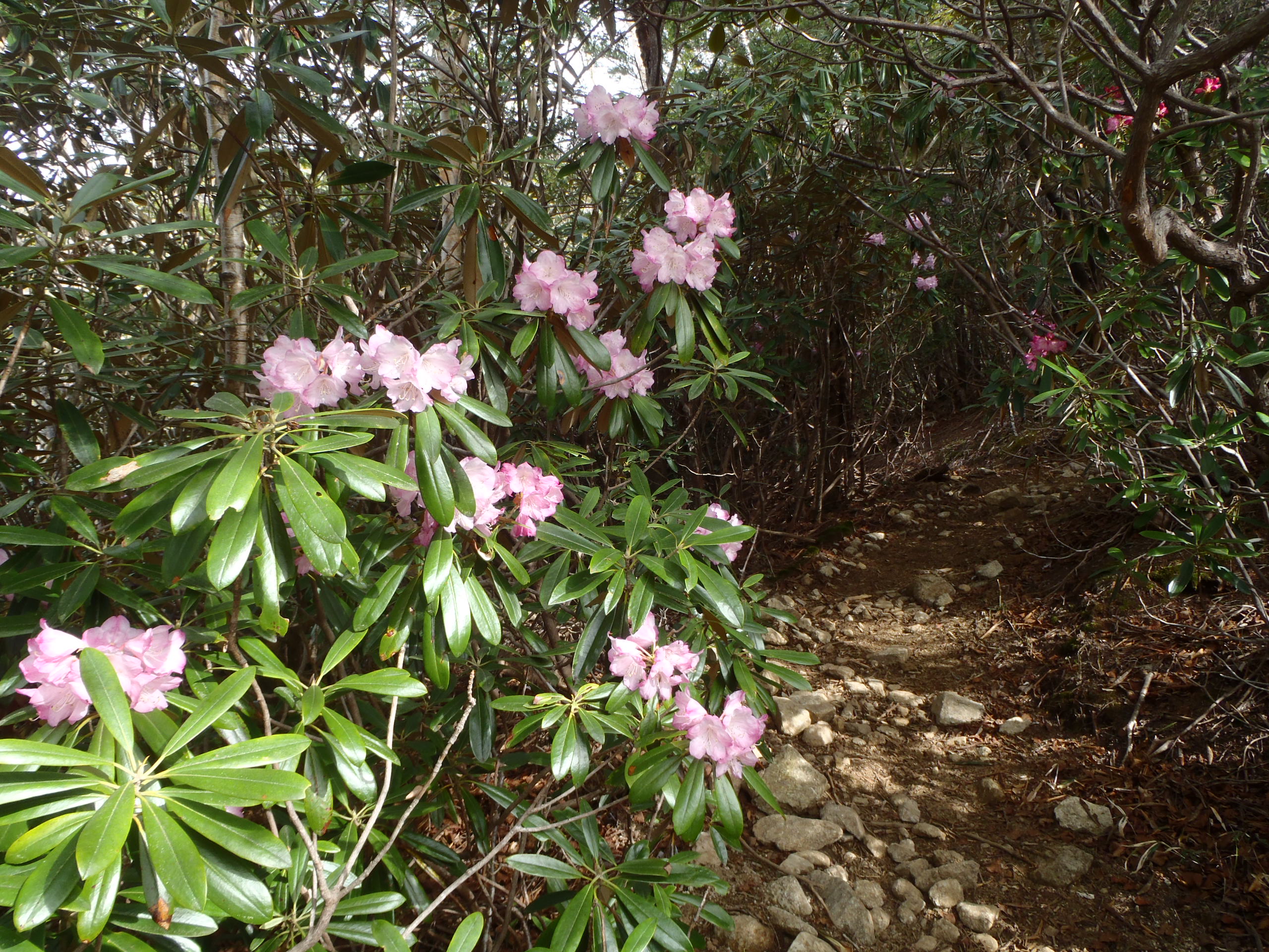 甲武信トライアングル シャクナゲ偵察 ゆかちゃんさんの甲武信ヶ岳の活動データ Yamap ヤマップ