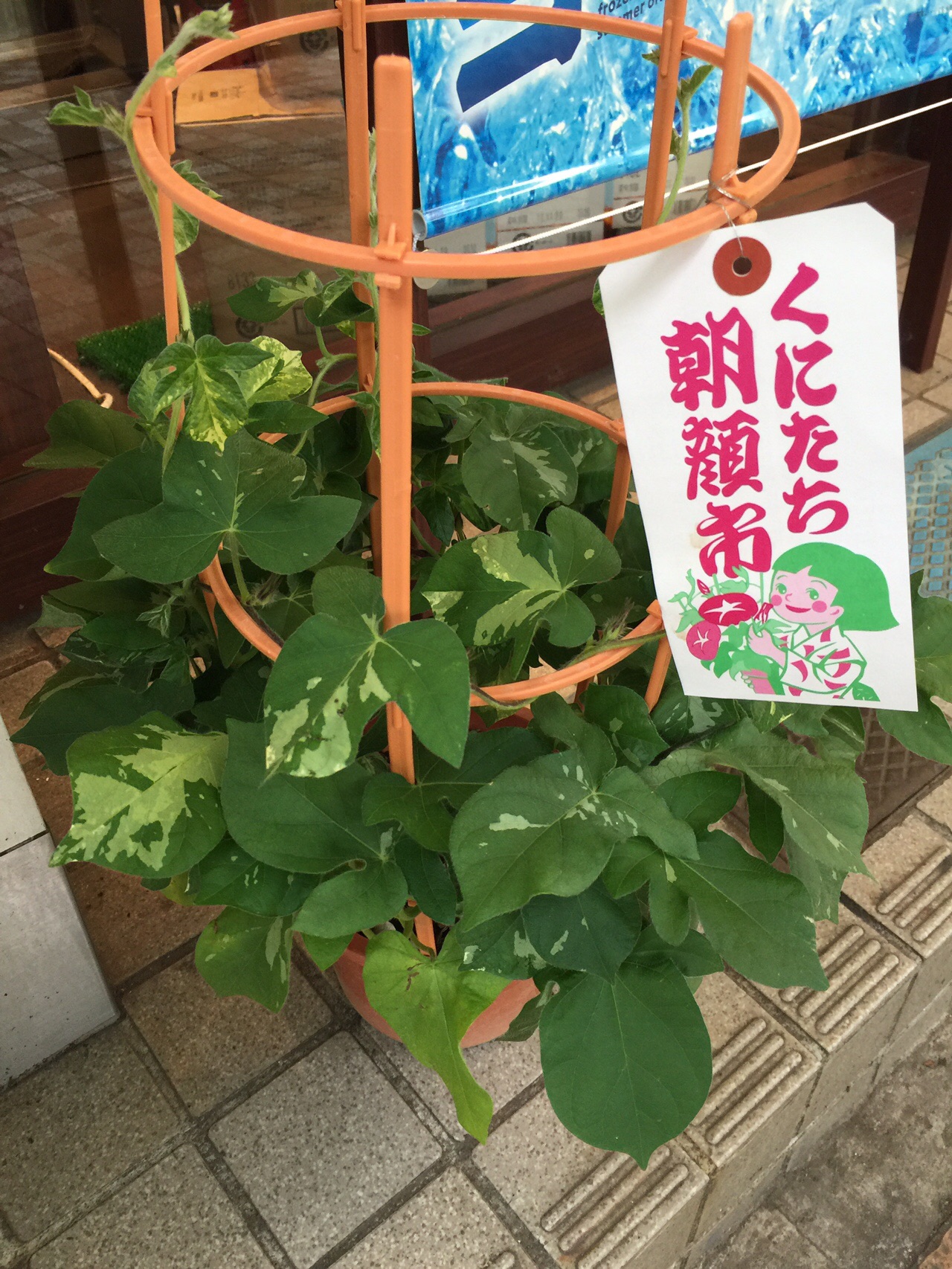 国立駅発駅ハイ くにたち朝顔市と自然 文化めぐりウォーキング のりのり さんの国分寺市の活動日記 Yamap ヤマップ