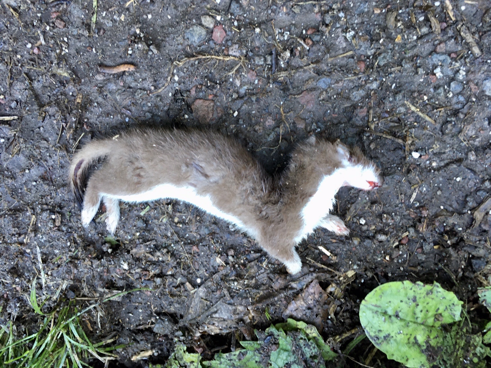 朝からオコジョ ブループラネットさんの立山 雄山 浄土山の活動データ Yamap ヤマップ