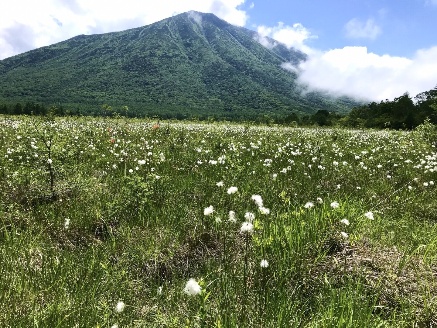 可愛いワタスゲ群生 奥日光 戦場ヶ原ハイク Noricocoさんの日光白根山 五色山 錫ヶ岳の活動日記 Yamap ヤマップ