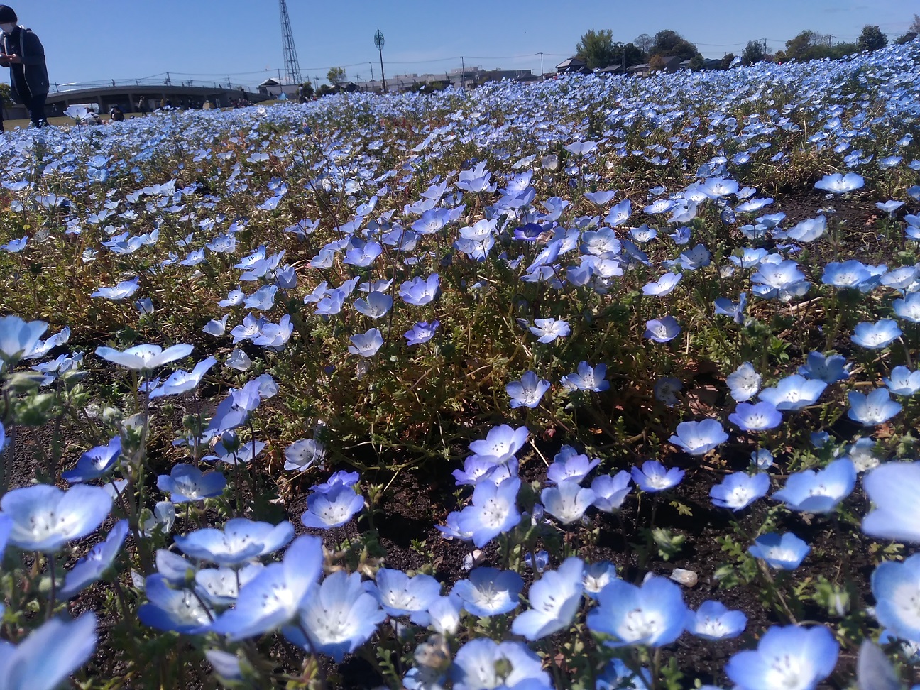 まつぶし緑の丘公園 ブルルさんの松伏町の活動日記 Yamap ヤマップ
