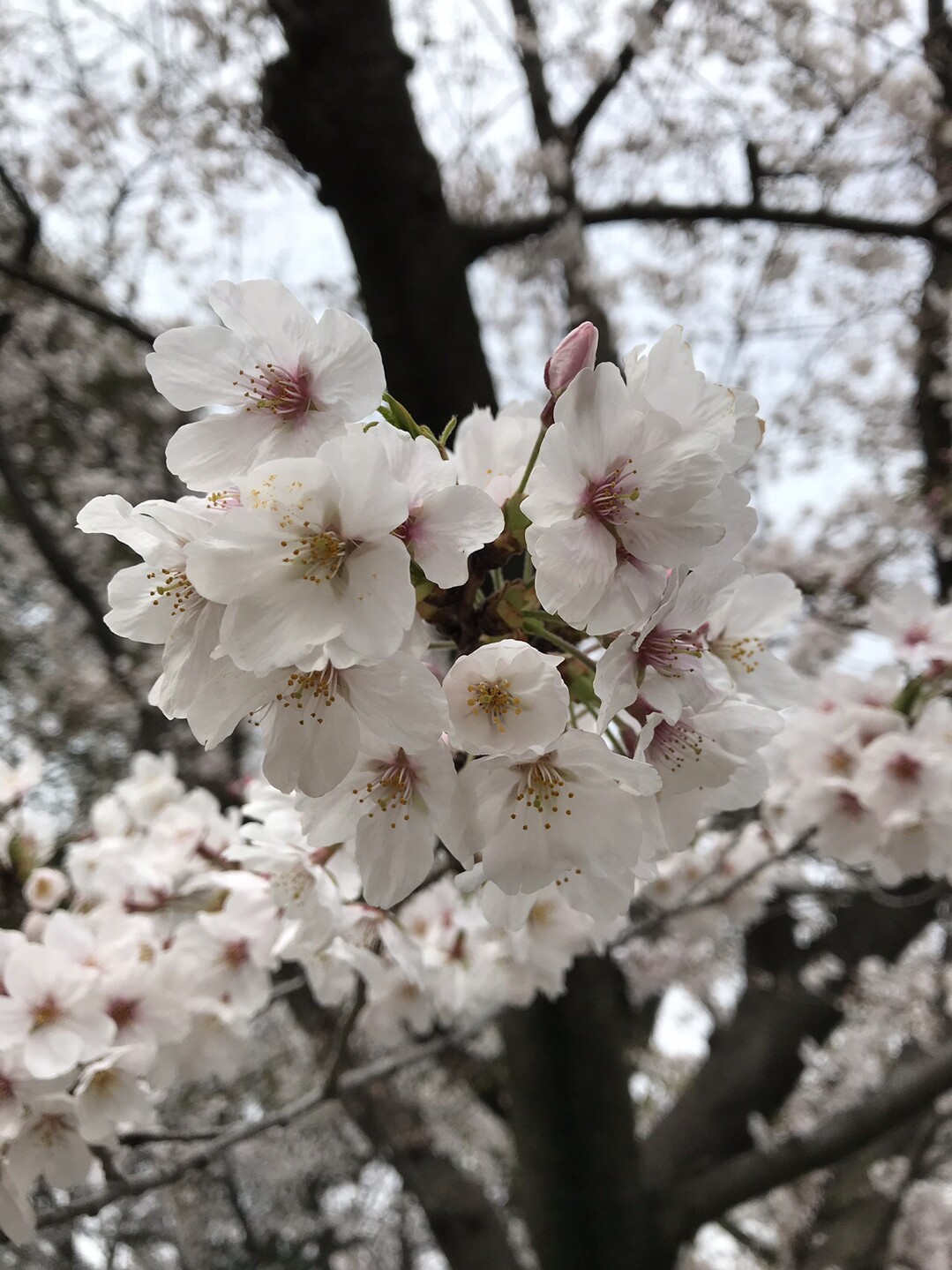 帝国ホテル お濠端を千鳥ヶ淵公園へ ずおずおむさんの東京都23区 西エリアの活動日記 Yamap ヤマップ