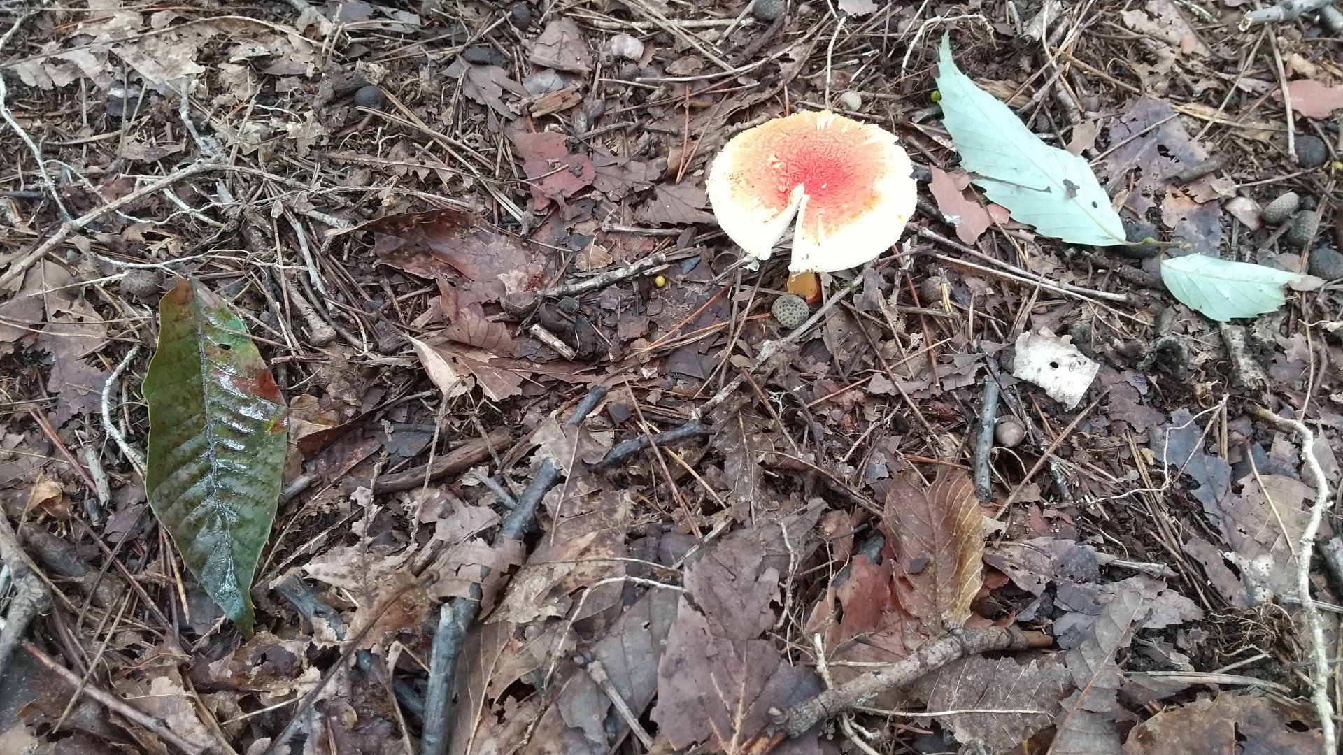 丹波天平 きつねさんの雲取山 鷹ノ巣山 七ツ石山の活動日記 Yamap ヤマップ