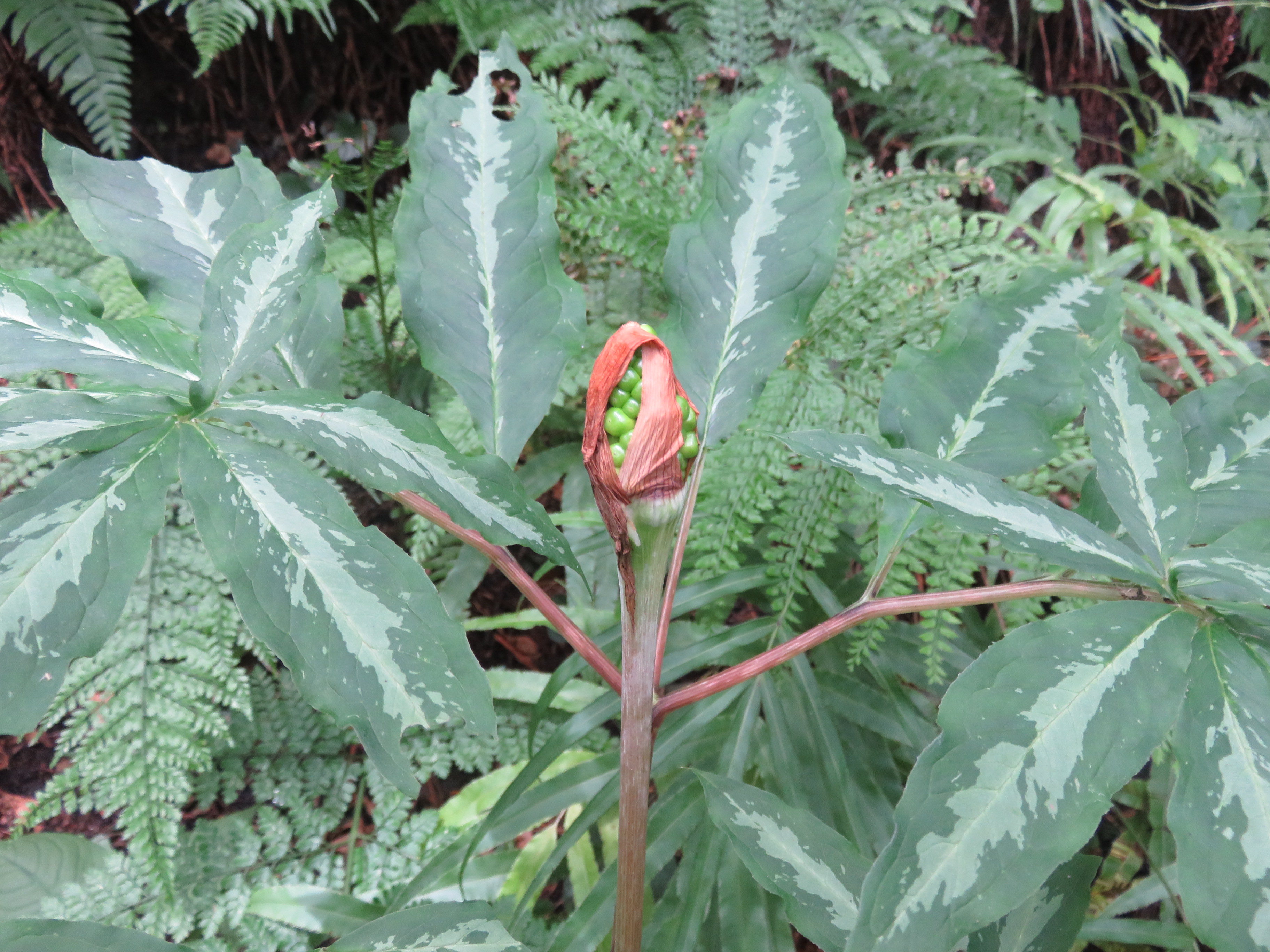 西吾野から不動三滝 関八州見晴台 顔振峠 サンシマさんの関八州見晴台の活動データ Yamap ヤマップ