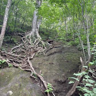 天狗岳からの帰り道で撮影