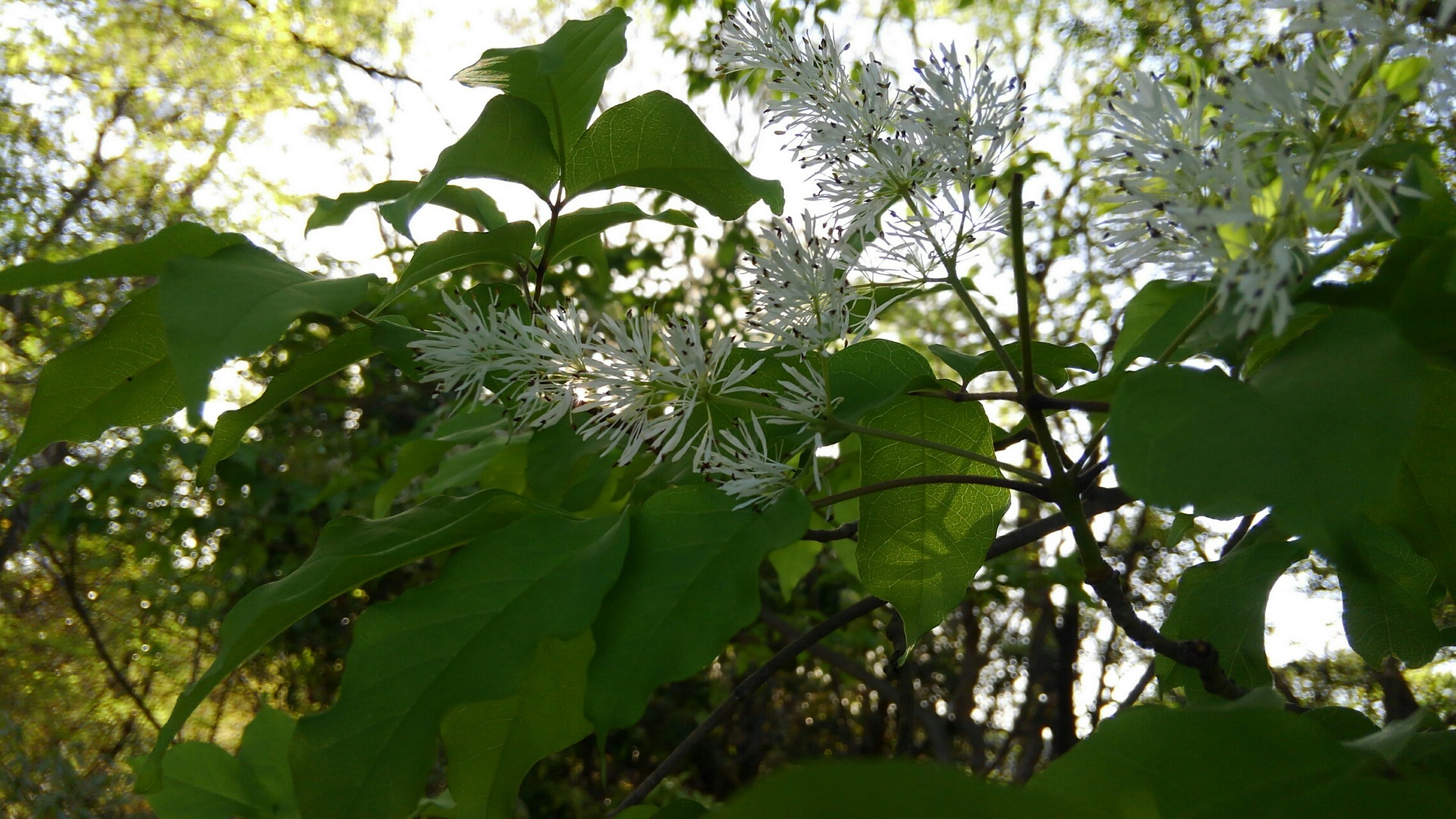 気難しさ さんに会いに筑水池へ こっこさんの春日井三山 弥勒山 大谷山 道樹山の活動日記 Yamap ヤマップ
