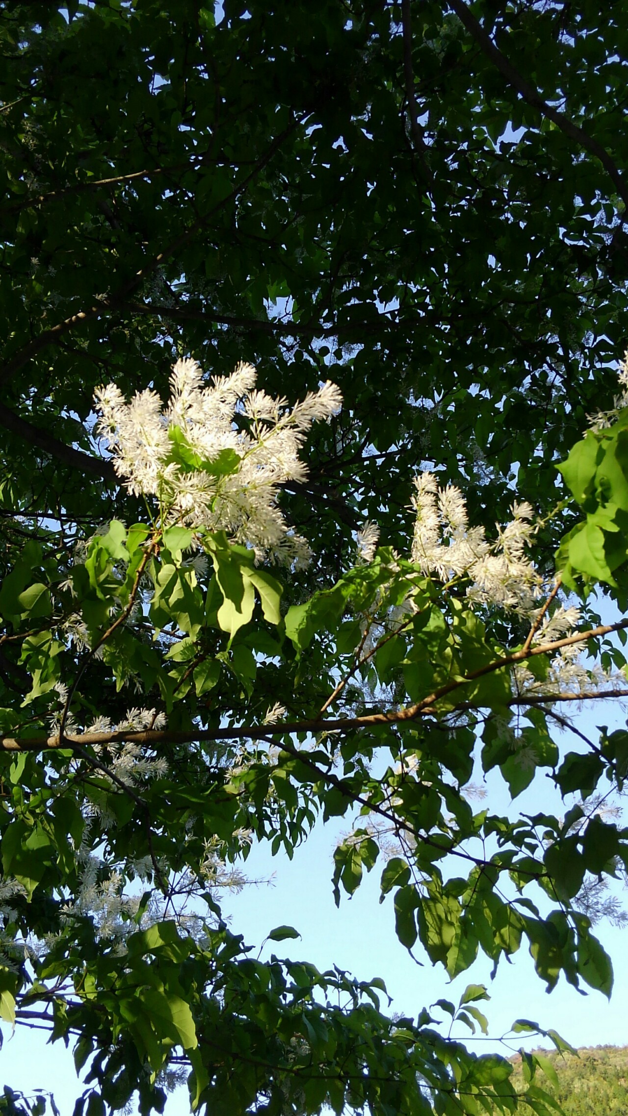 気難しさ さんに会いに筑水池へ こっこさんの春日井三山 弥勒山 大谷山 道樹山の活動日記 Yamap ヤマップ