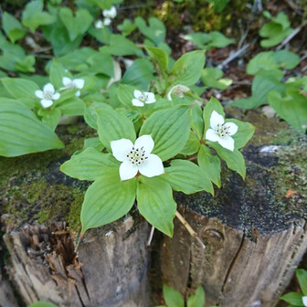 テツのページ YAMAP / ヤマップ