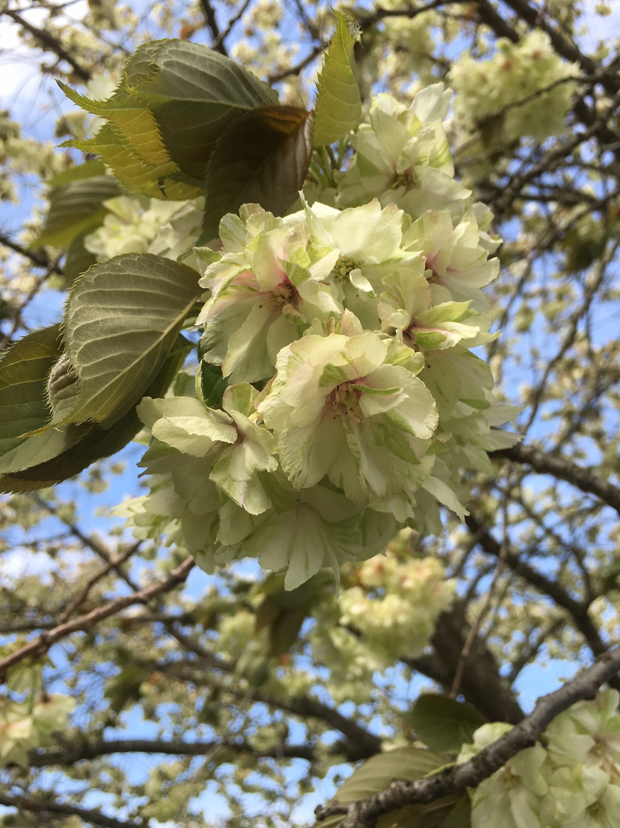 島根 緑の桜 御衣黄 三刀屋 ちなさんの日御碕の活動日記 Yamap ヤマップ
