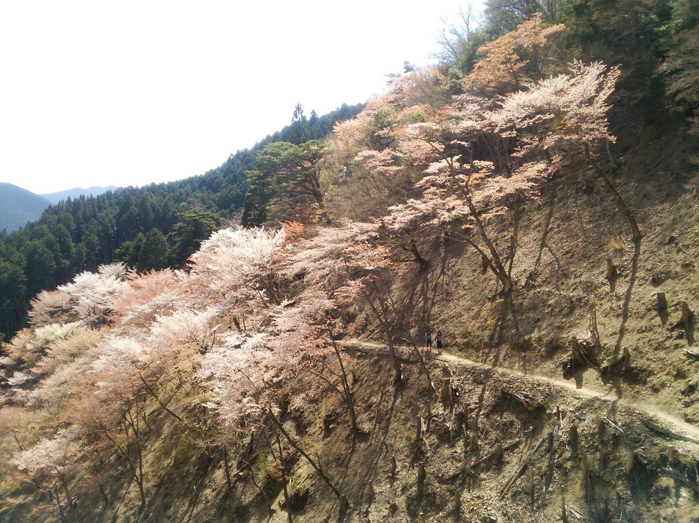 はじめての吉野山 静御前を思う女人結界碑 吉野山最高峰 青根ケ峰 まで ゆかはぐ さんの大峯奥駈道 その1 吉野 山上ヶ岳 の活動データ Yamap ヤマップ