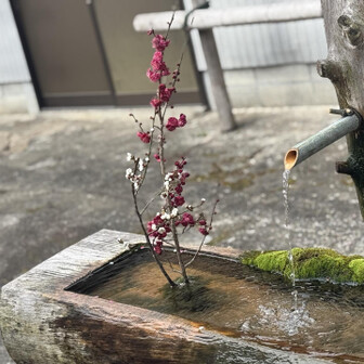 冷水山・百前森山・果無山 紅白の梅