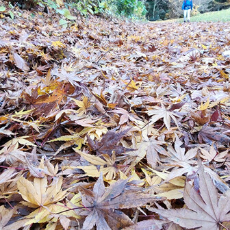 分厚い落ち葉の絨毯