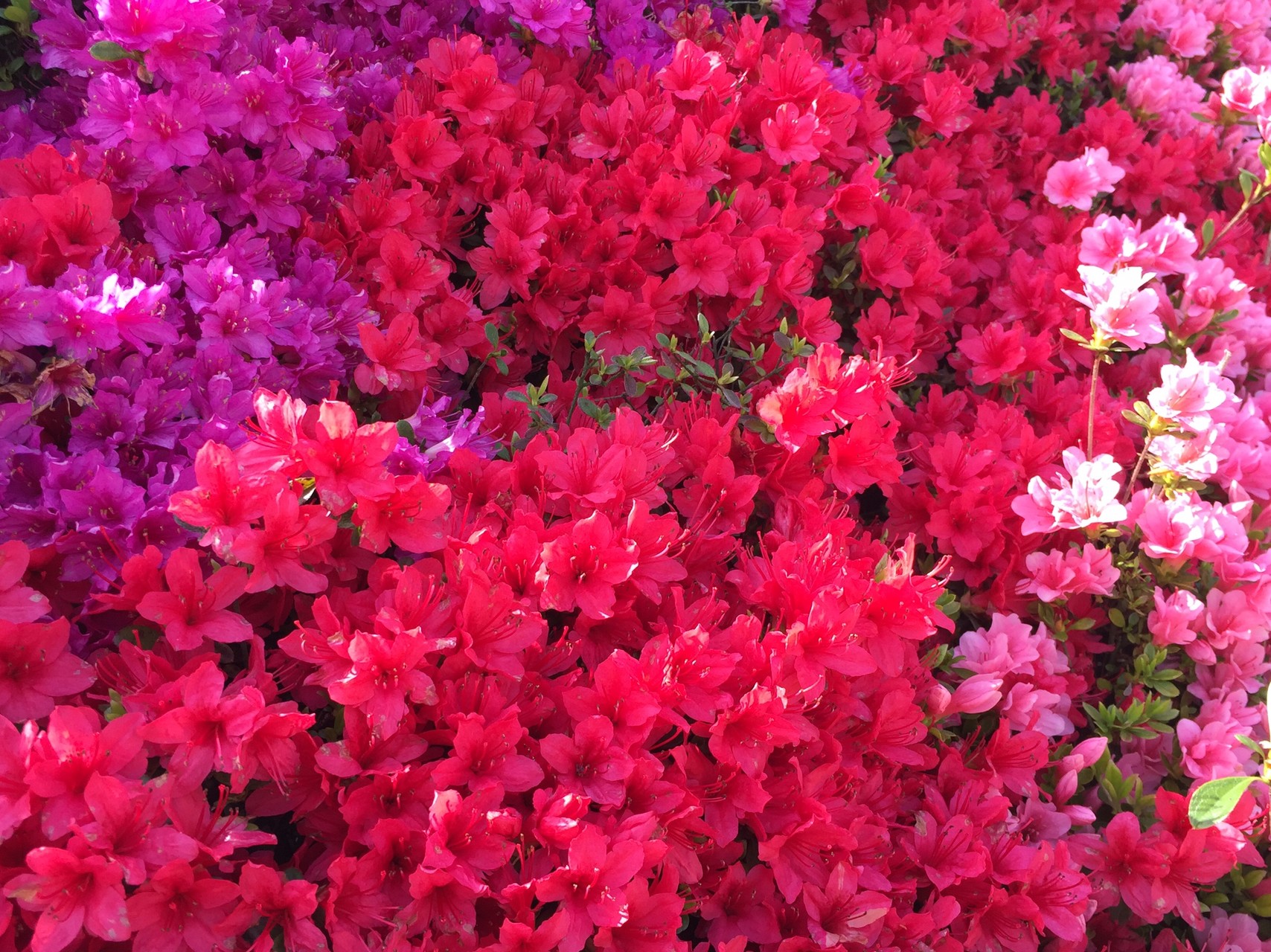 大村公園 松本ツツジ園 裏見の滝しゃくなげ苑 スーさんの多良の森トレイルランニングの活動データ Yamap ヤマップ