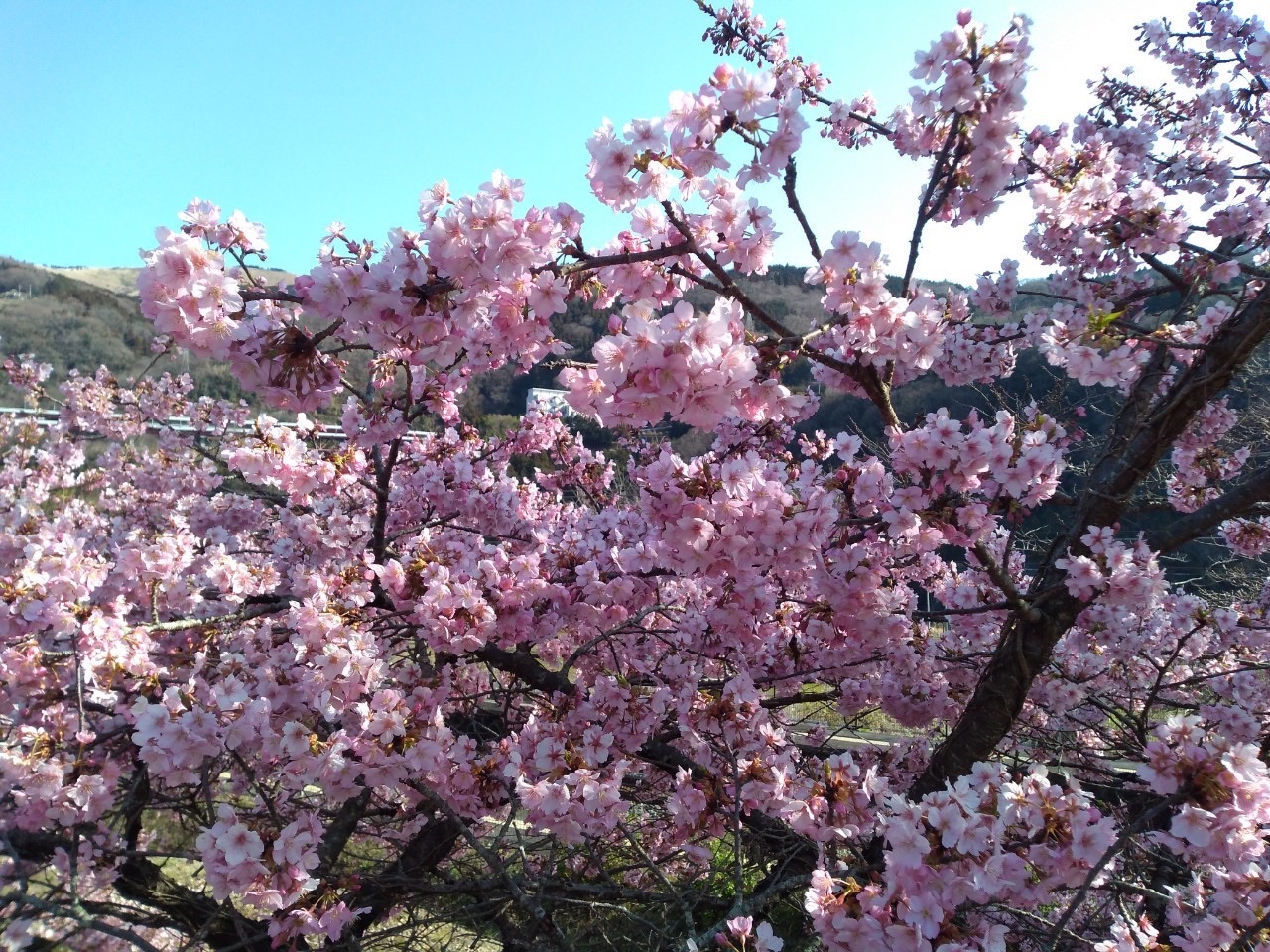 大野山 松田桜祭り 02 29 Tnf Maru さんの高松山 大野山の活動データ Yamap ヤマップ