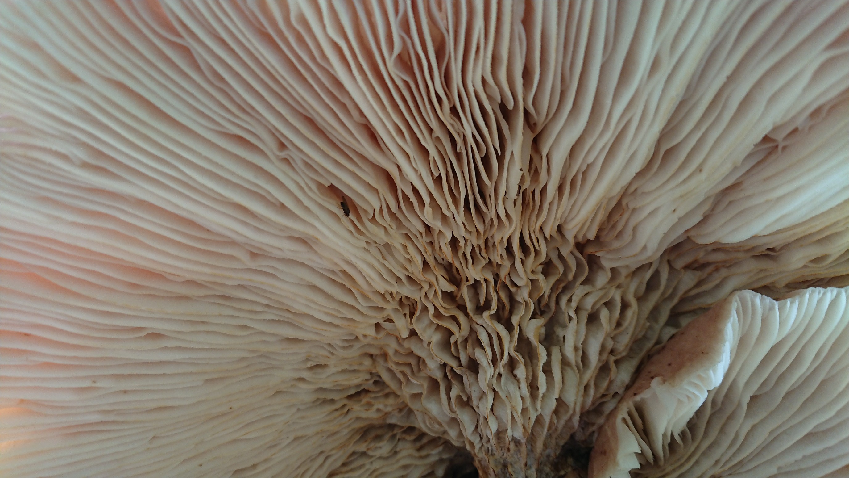 犬ヶ岳 求菩提山 再びキノコ祭り ゴン太さんの犬ヶ岳 求菩提山の活動データ Yamap ヤマップ