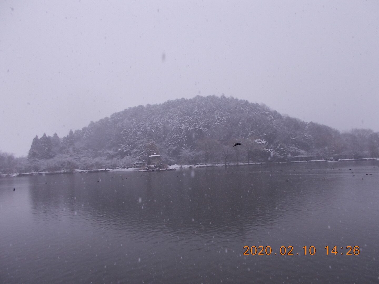 雪降りしきる三島池 里にも待望の雪 木々と山々は雪化粧の美しさ たかさんの伊吹山 伊吹高原 御座峰の活動日記 Yamap ヤマップ