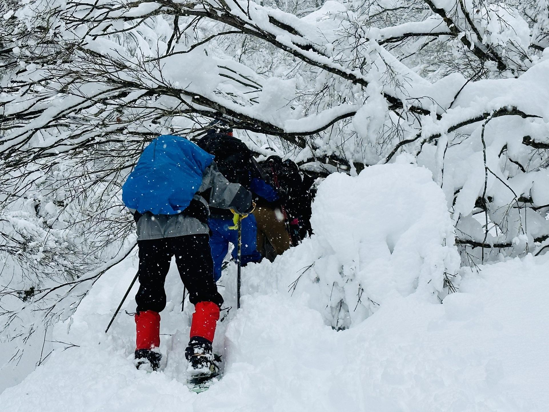 医王山・白兀山・箱屋谷山 雪の重みに木がひよる
