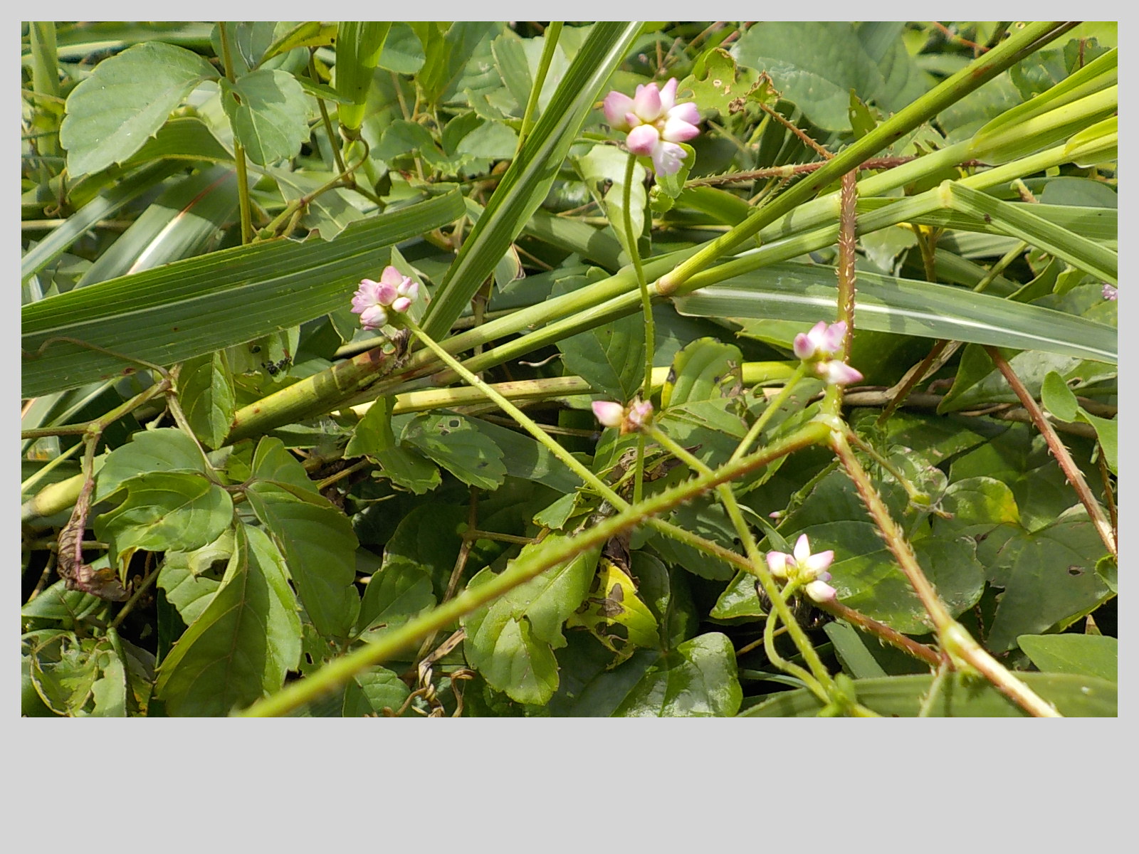 ママコノシリヌグイでしょう 所沢市 19 09 09 ママさんの所沢市の活動日記 Yamap ヤマップ