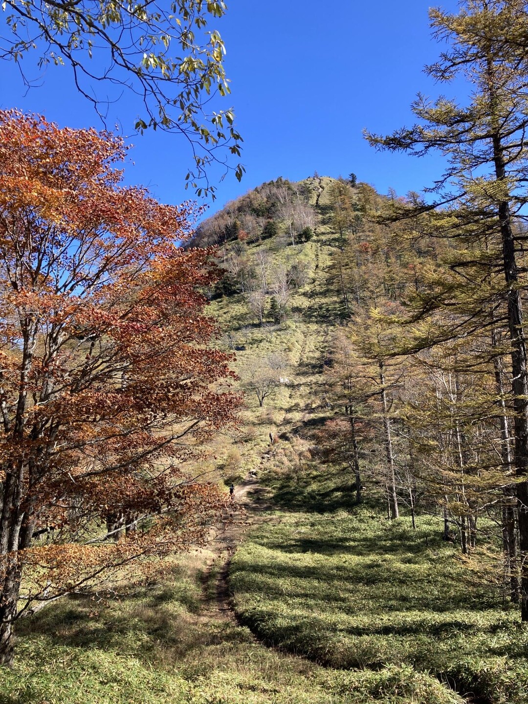 笠取山 / にこさんの和名倉山・笠取山・東仙波の活動データ YAMAP / ヤマップ