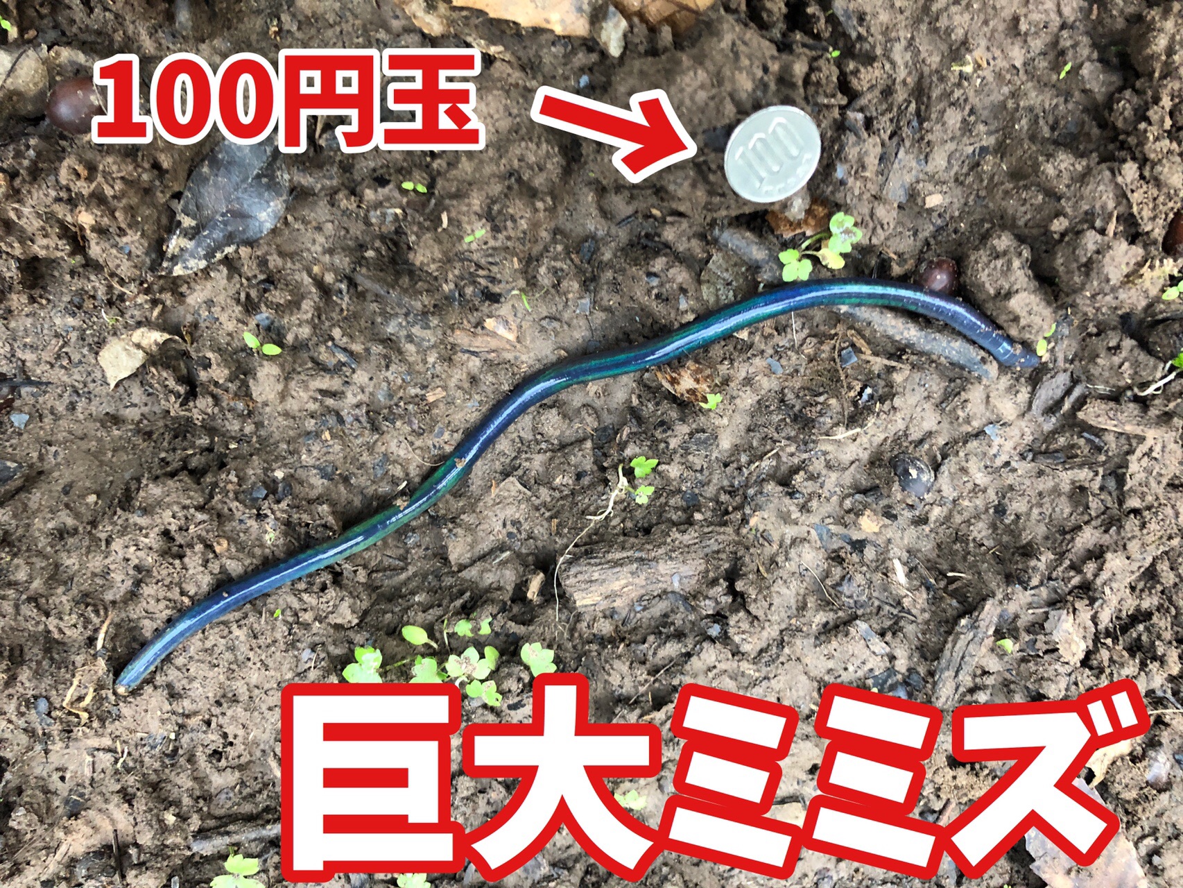 超巨大ミミズ出没 雁回山 富合ルート 宇土市 Hiroさんの宇土市の活動データ Yamap ヤマップ