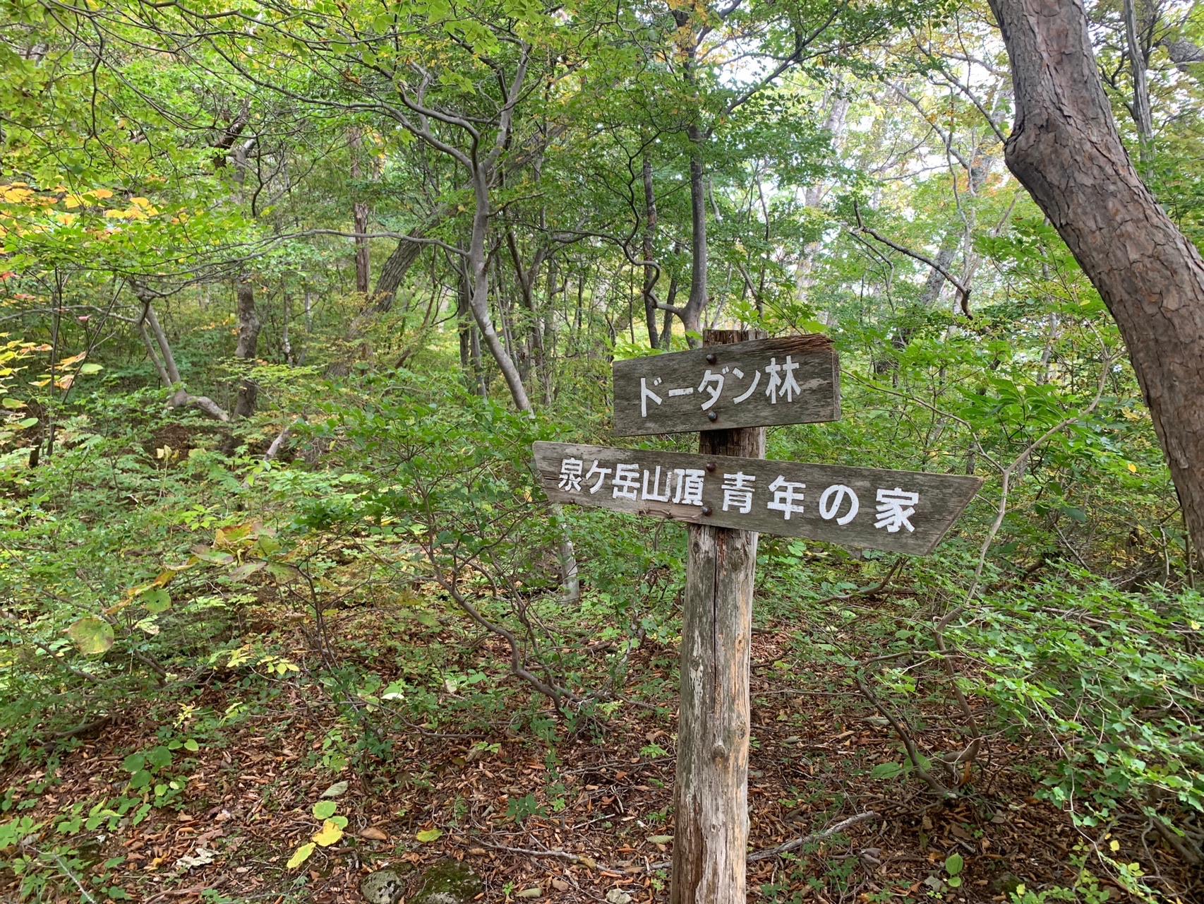 泉ヶ岳表コース 北泉ヶ岳 俊ちゃんさんの船形山 御所山 泉ヶ岳 蛇ヶ岳の活動データ Yamap ヤマップ