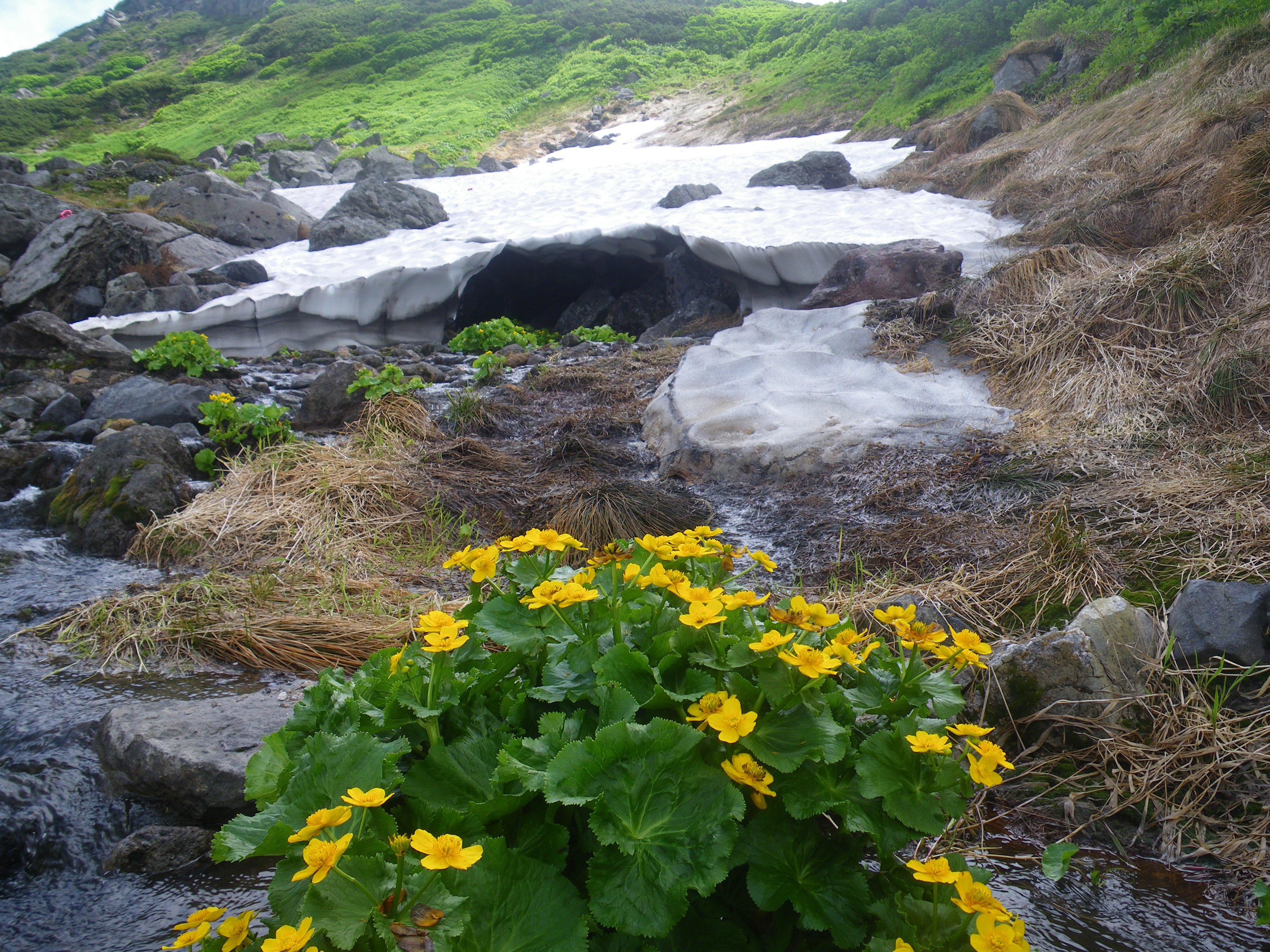 大雪山系 ロープウェイ姿見の駅から中岳温泉まで歩いてみました 07 25 宮王さんの大雪山系 旭岳 トムラウシの活動データ Yamap ヤマップ