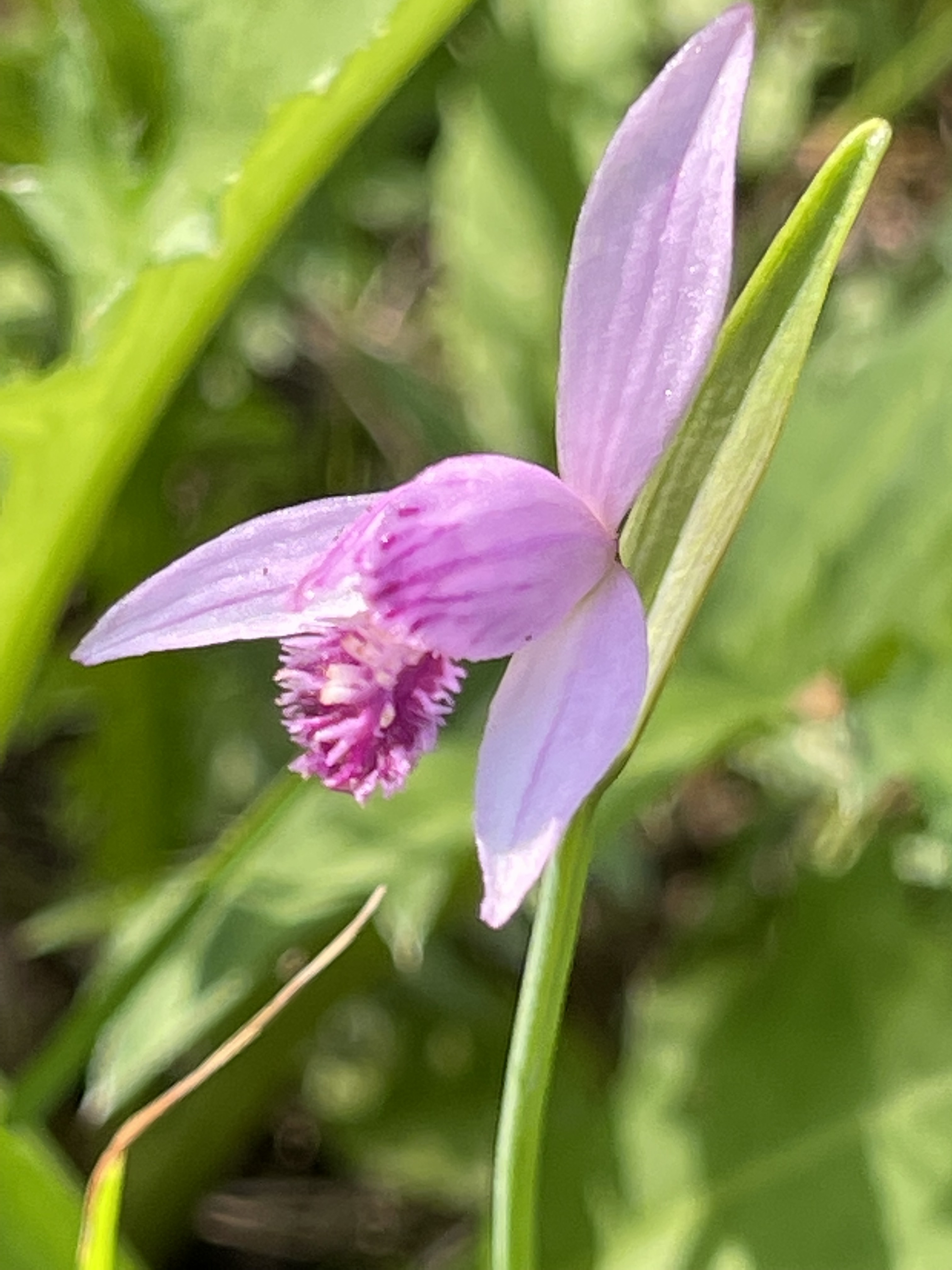 朱鷺草を探しに赤名湿原 げんちゃん Taka さんのウォーキングの活動データ Yamap ヤマップ