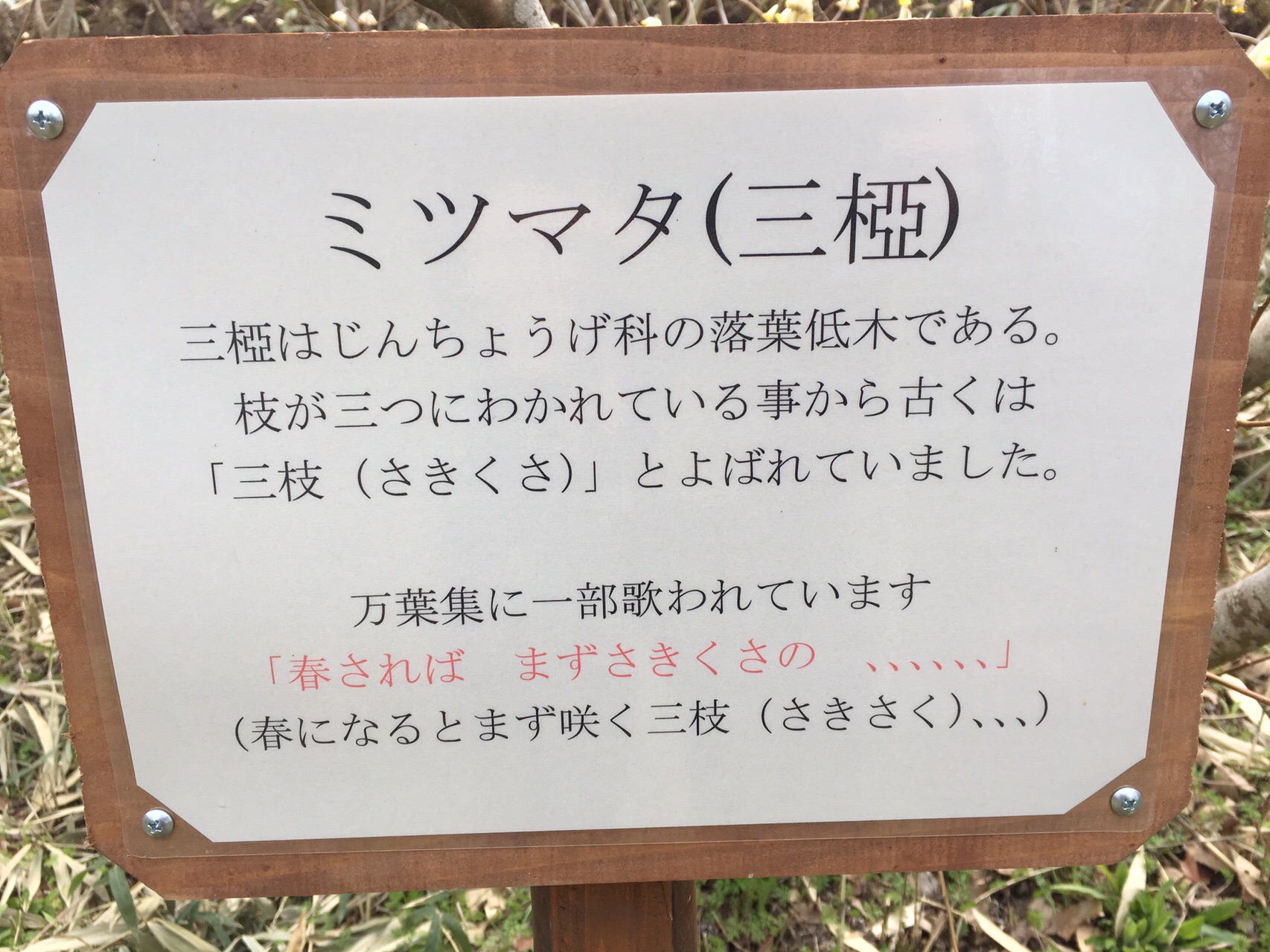 No 66 三椏を求めて 生駒山なるかわ園地 万葉植物展示園 Jjeyさんの生駒山 神津嶽 大原山の活動日記 Yamap ヤマップ