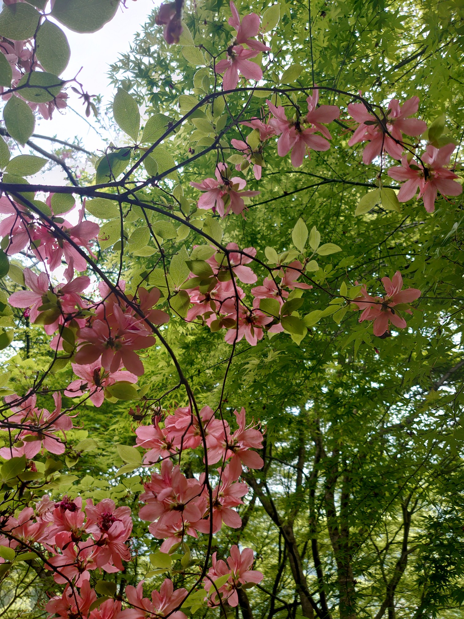 花のあとさき～ムツばあさんの家を訪ねる-2022-04-29 / やまみほ
