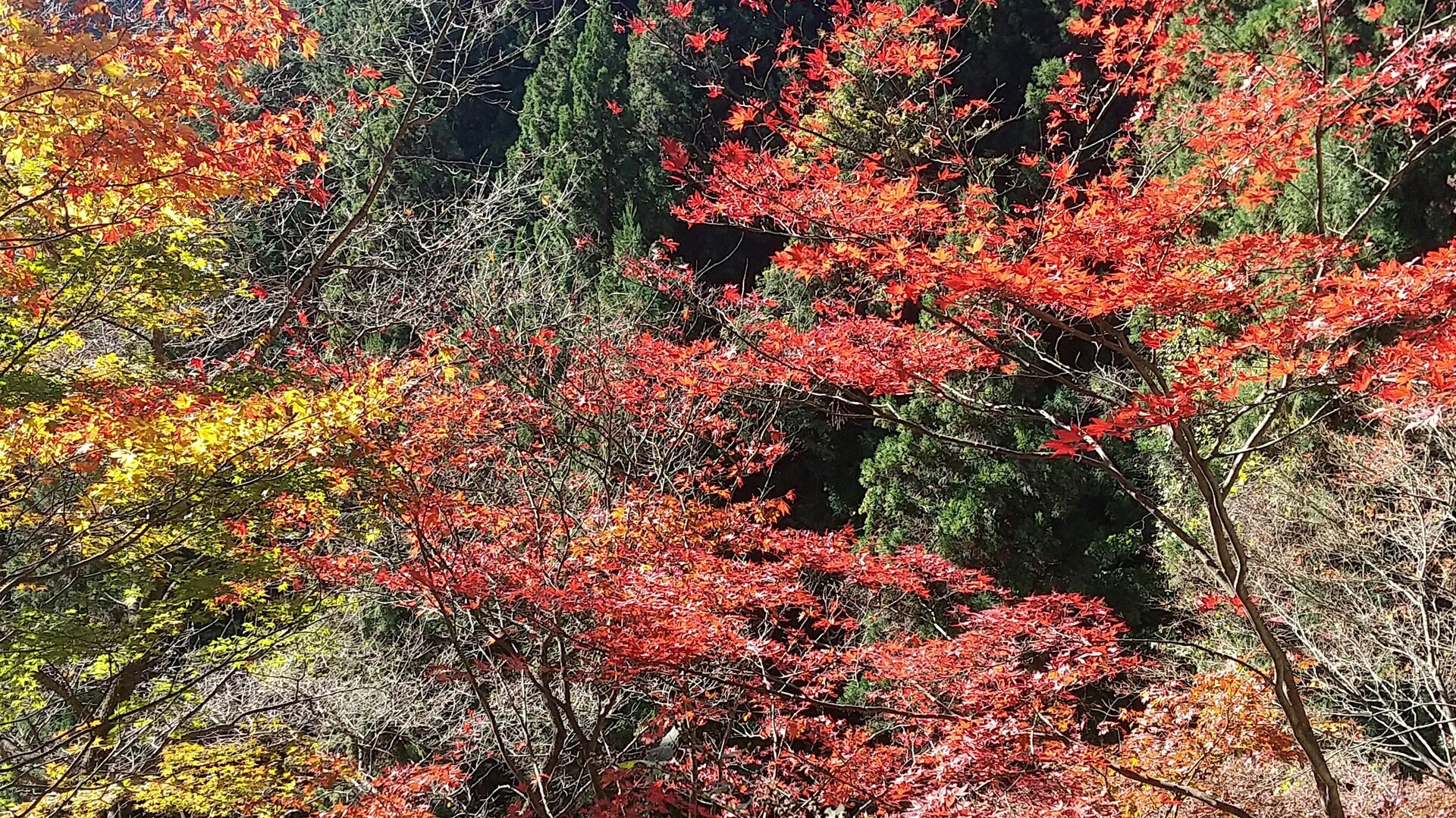 御岳山・徳川家康・大岳山   千葉犬🐶さんの大岳山・御岳山・御前山の活動日記 