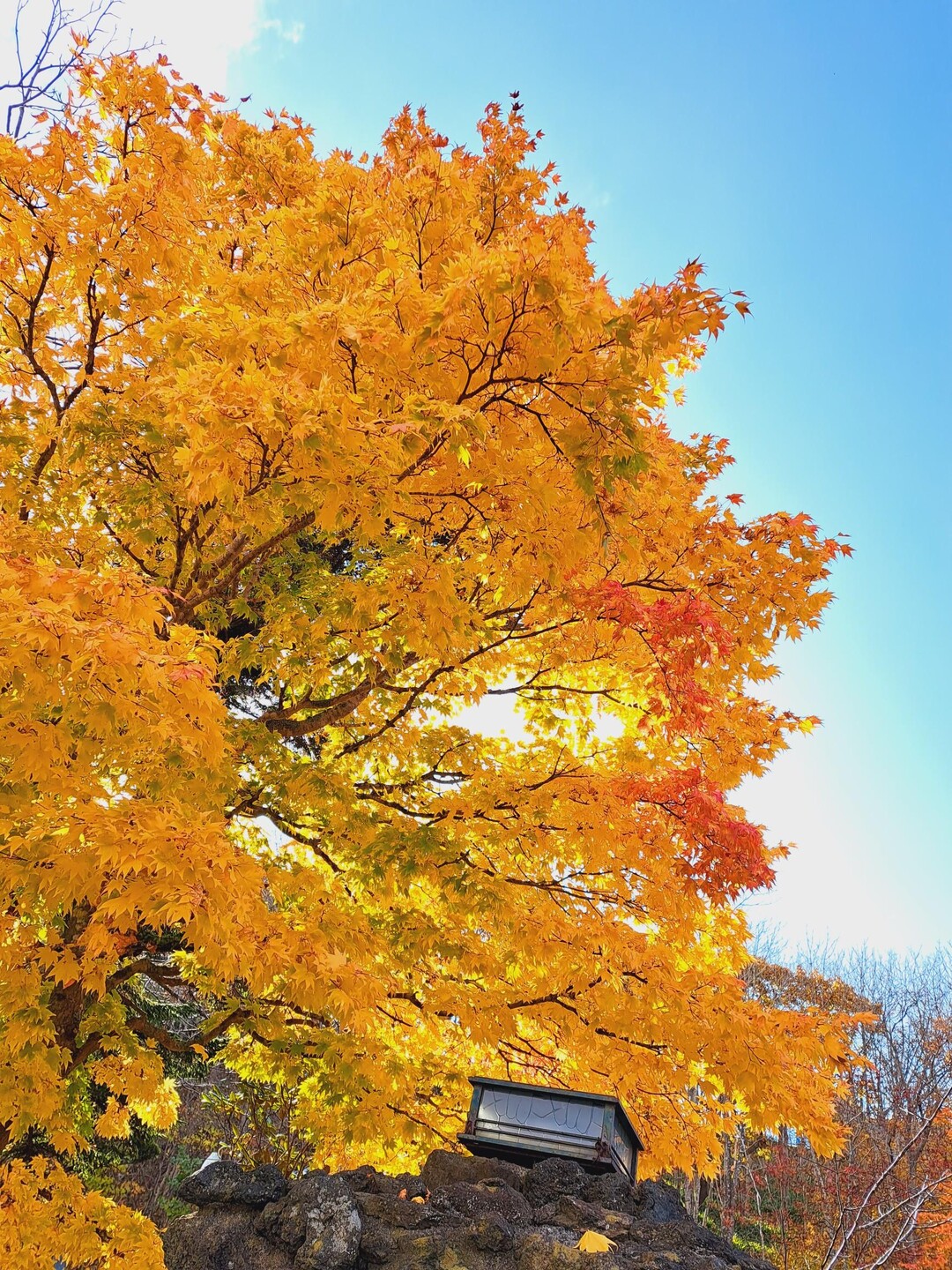 遅く起きた朝は④…☕ / ご先祖さんのウォーキングの活動データ YAMAP / ヤマップ