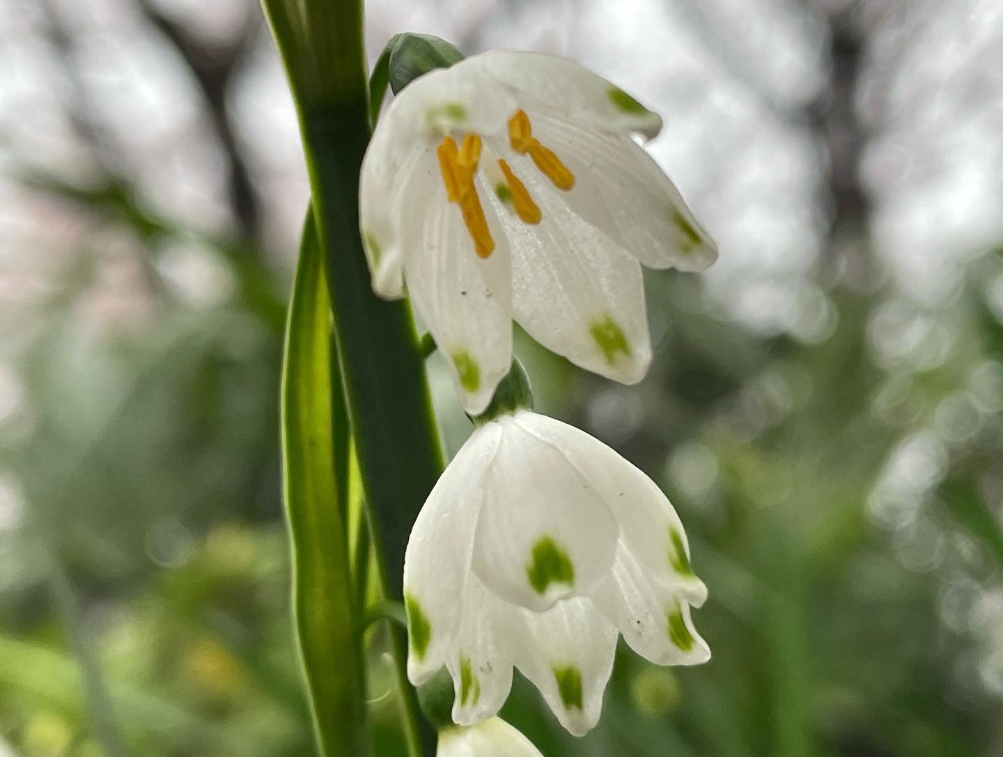 花ニラ ハナニラ の花言葉は 悲しい別れ Naoさんのモーメント Yamap ヤマップ
