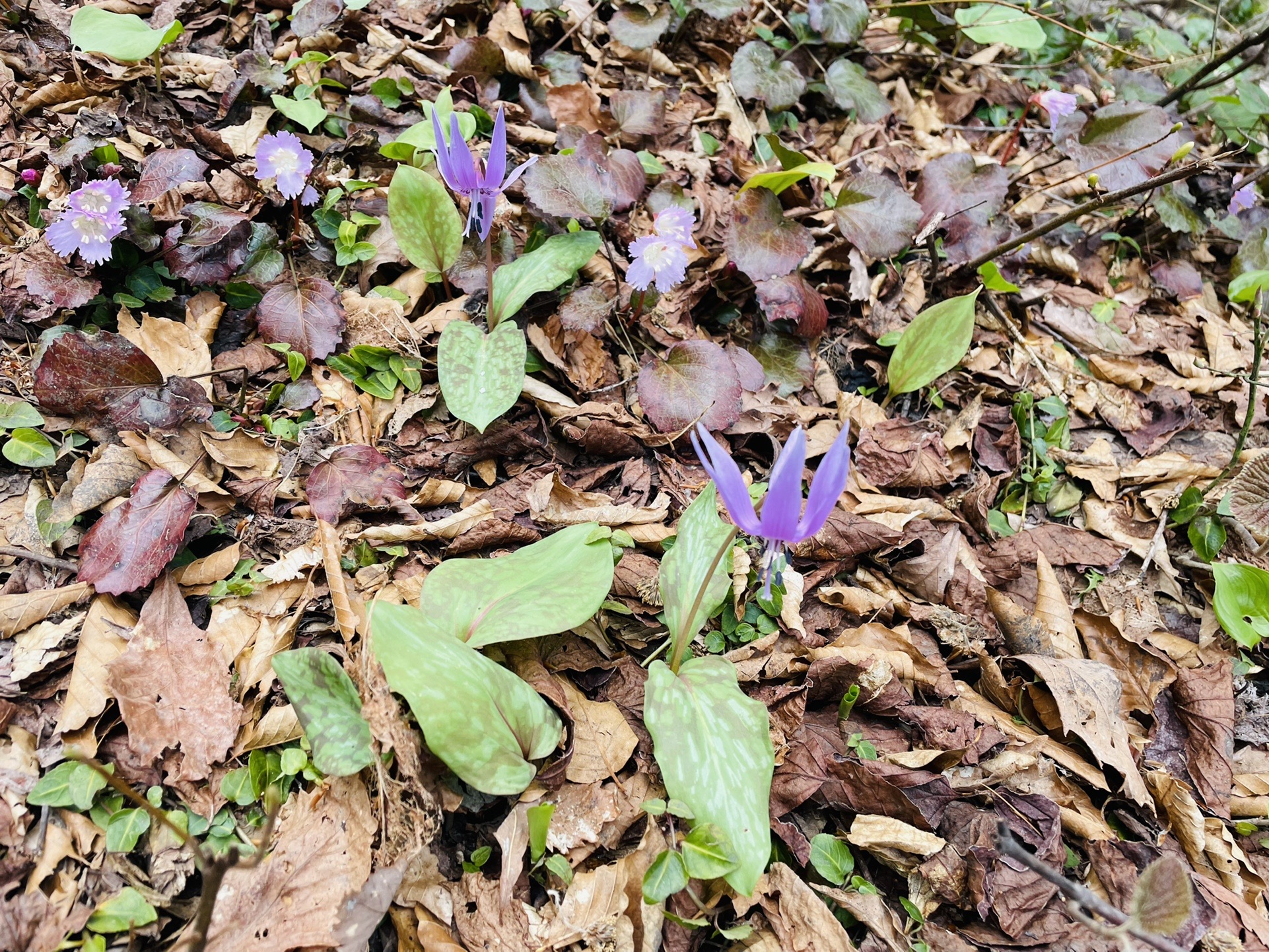 スーパーサイヤ人！