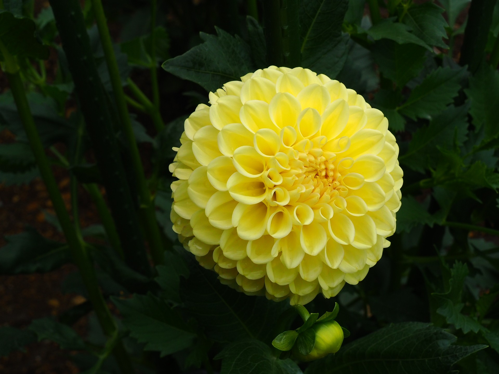 花いちもんめでダリア鑑賞 おーゆきさんの日光市の活動データ Yamap ヤマップ