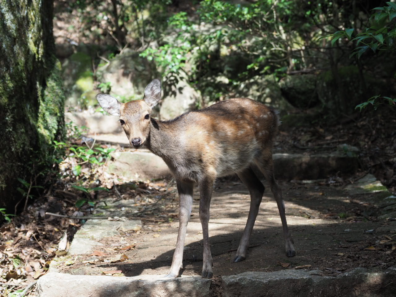 宮島弥山へ遠征リハビリ登山 左足腓骨骨折の治療中ですが おにめささんの宮島 厳島 弥山の活動日記 Yamap ヤマップ