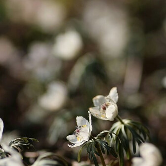 ゆきわりいちげのページ Yamap ヤマップ