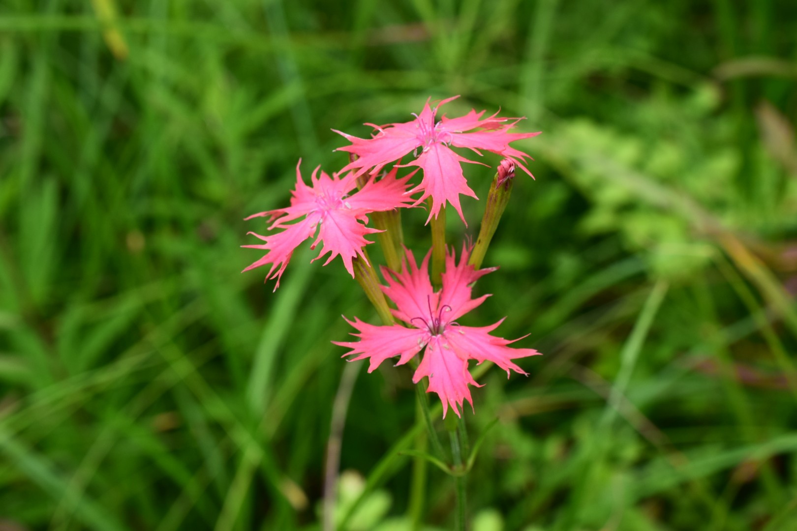 鯉ヶ窪湿原 湿原ぐるっと花探し かずかずさんの荒戸山 岡山県 の活動データ Yamap ヤマップ