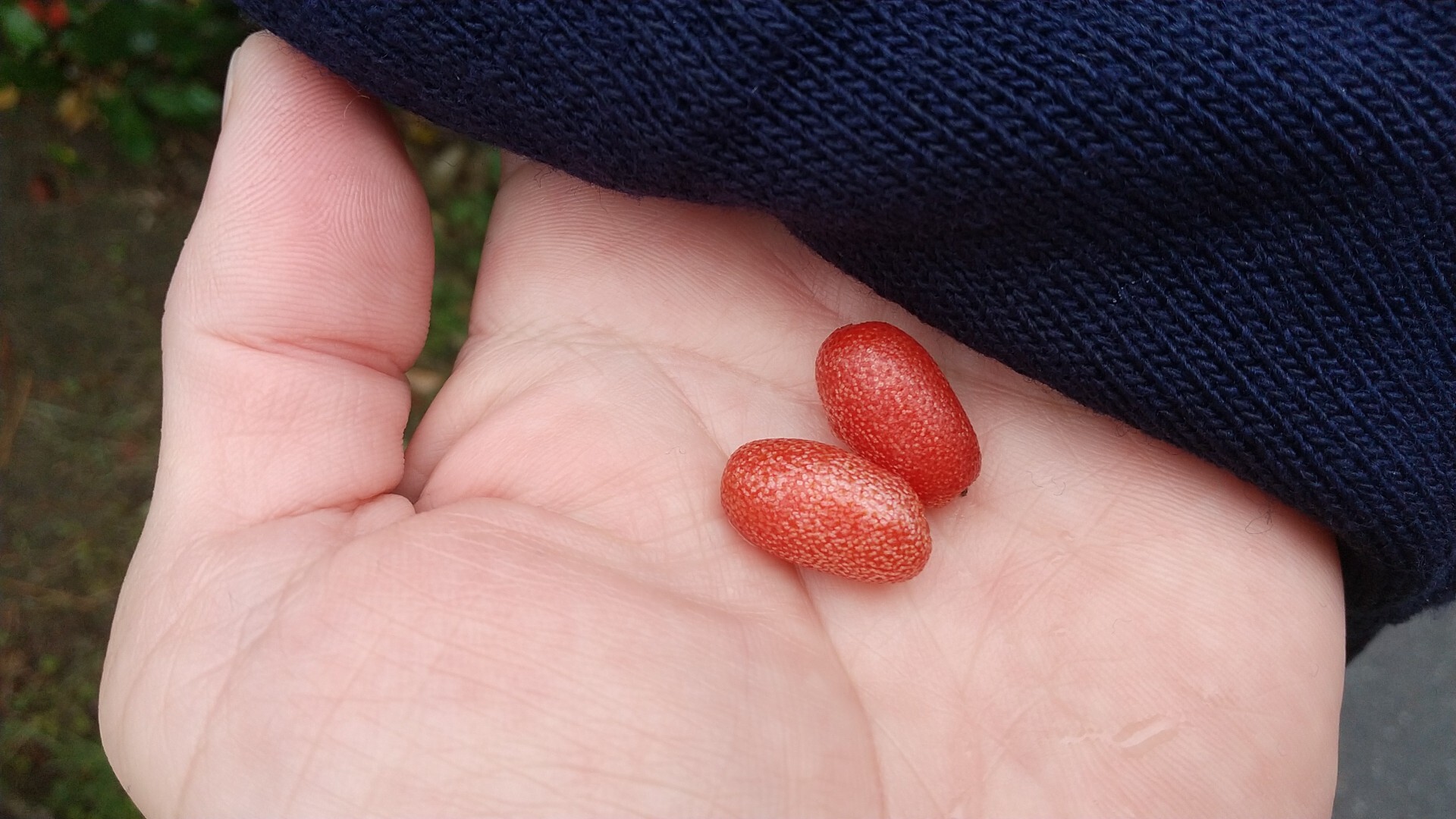 走っていたら 川沿いに グミの実 がなっ さとさんのモーメント Yamap ヤマップ